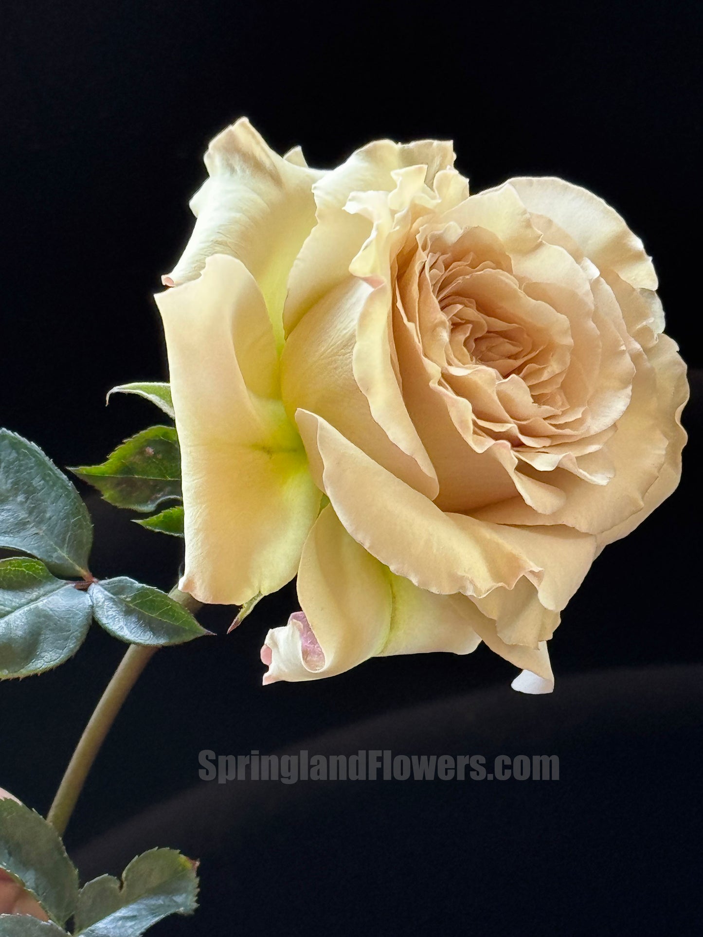 #SPJ169, Winged Angel of Light /Ailes 第九天使/光之翼天使 , Japanese Shrub Rose Non-Grafted/Own Root.河本纯子.