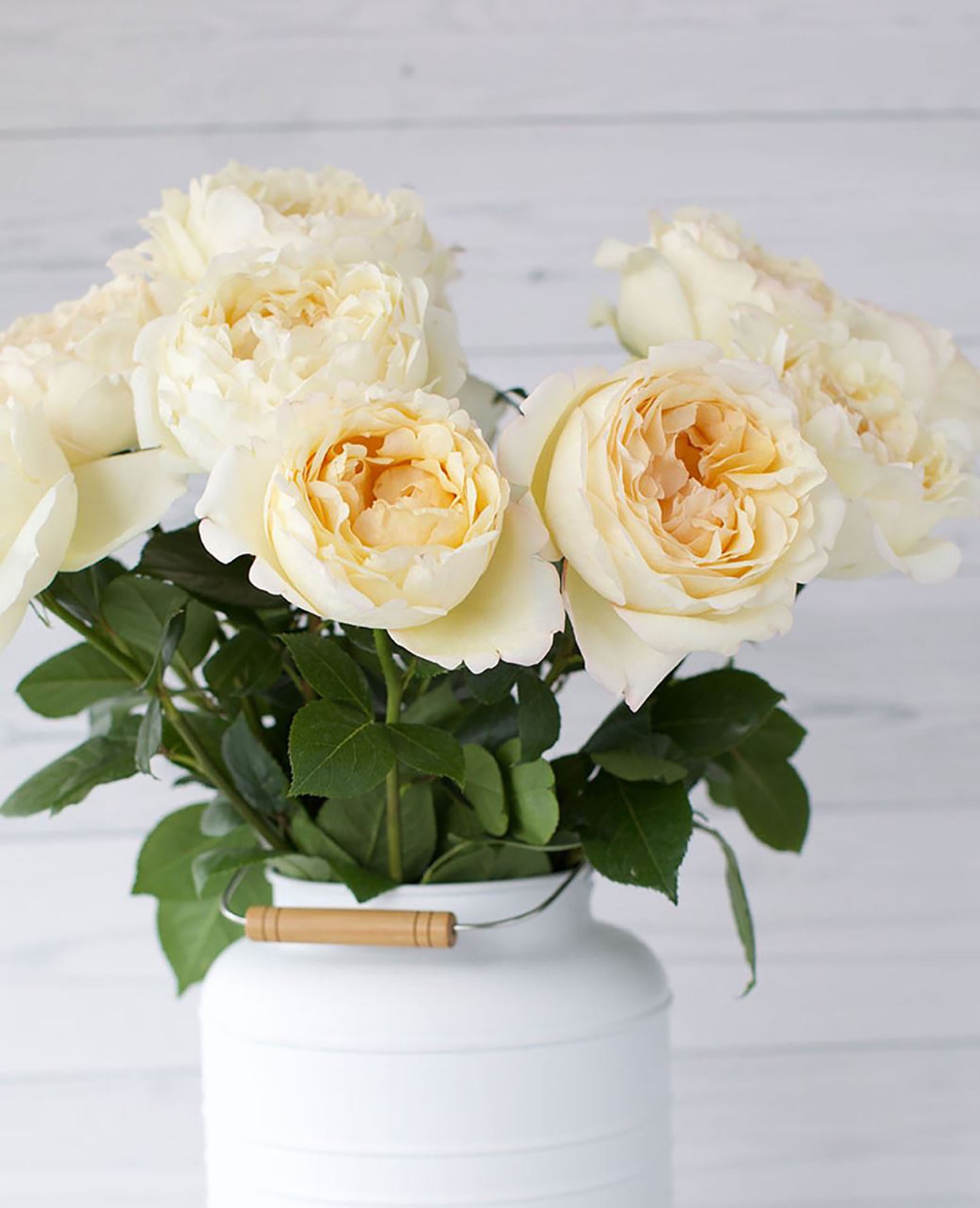 #SPF080,Extremely Similar to Ivory Yves Piaget 伊芙象牙伯爵,Florist Shrub Rose,Upright, Heat-tolerant, disease-resistant, Non-Grafted/Own Root.