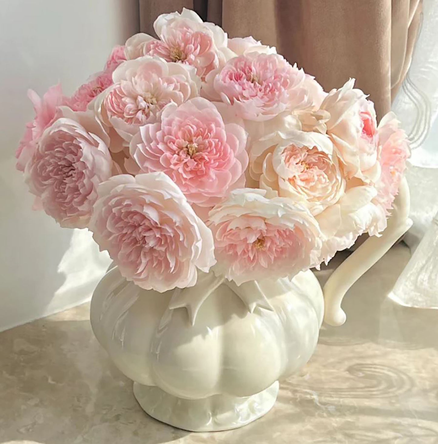 Blossom of Love/JiaShu ,Shrub Rose,Heat Resistant, Non-Grafted/Own Root.