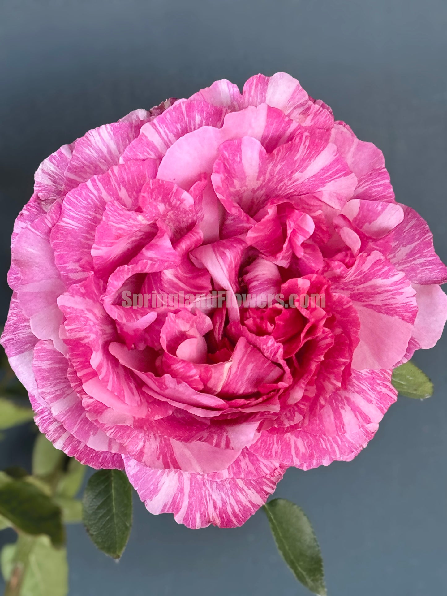#SPJ170, Yves Splash 伊芙飞溅 , Japanese Shrub Rose, Strong Fragrance, Non-Grafted/Own Root.