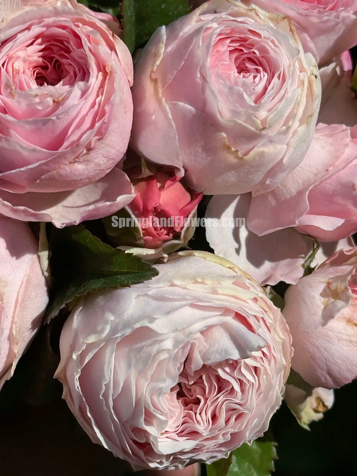 M-Pink Moon 粉月亮,Japases Floribunda Rose, Florists Rose. Thornless, Heat-tolerant, disease-resistant, Non-Grafted/Own Root.