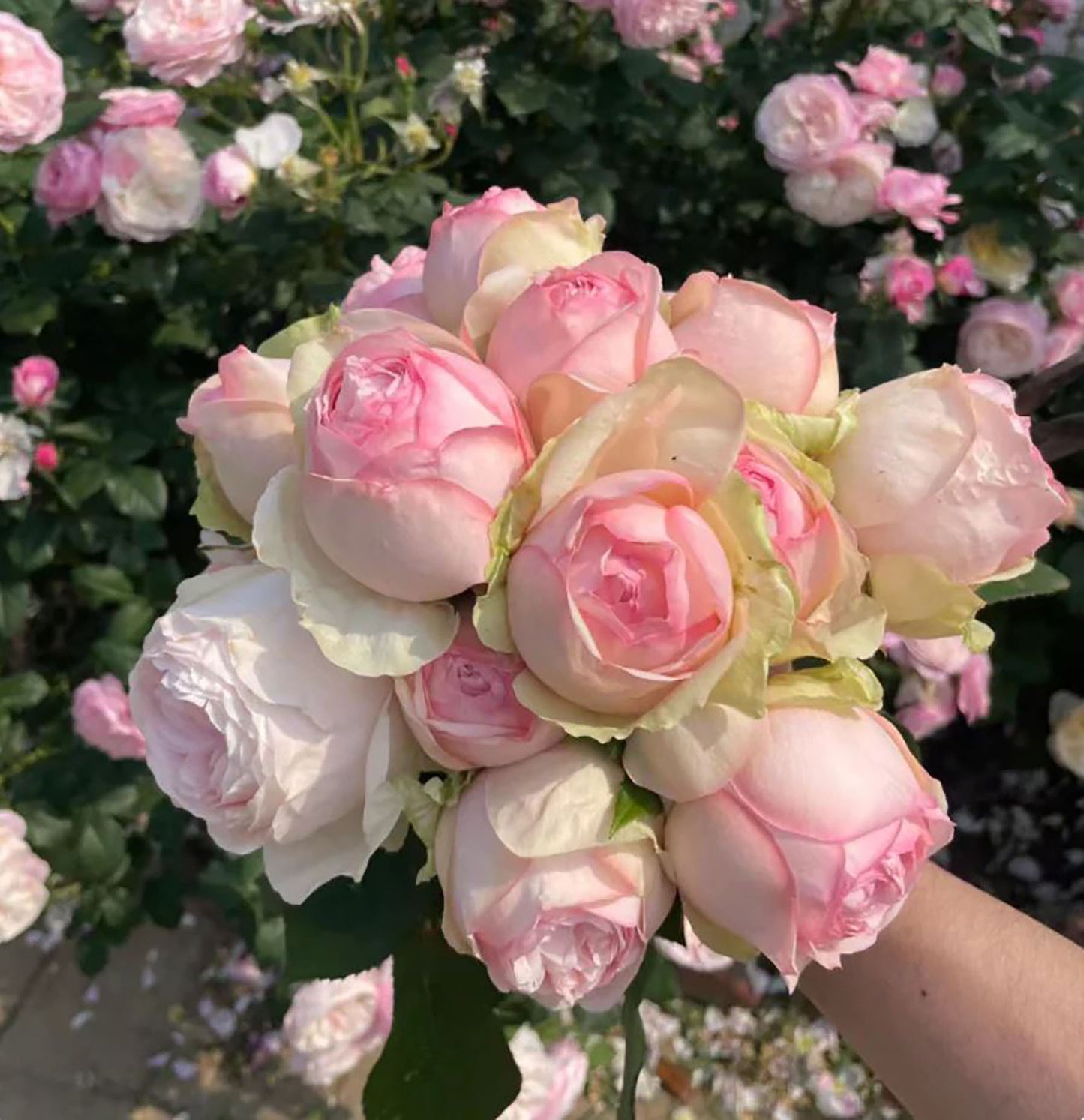 #SPJ179,Mona Lisa 蒙娜丽莎, Japanese Shrub Rose, Non-Grafted/Own Root.