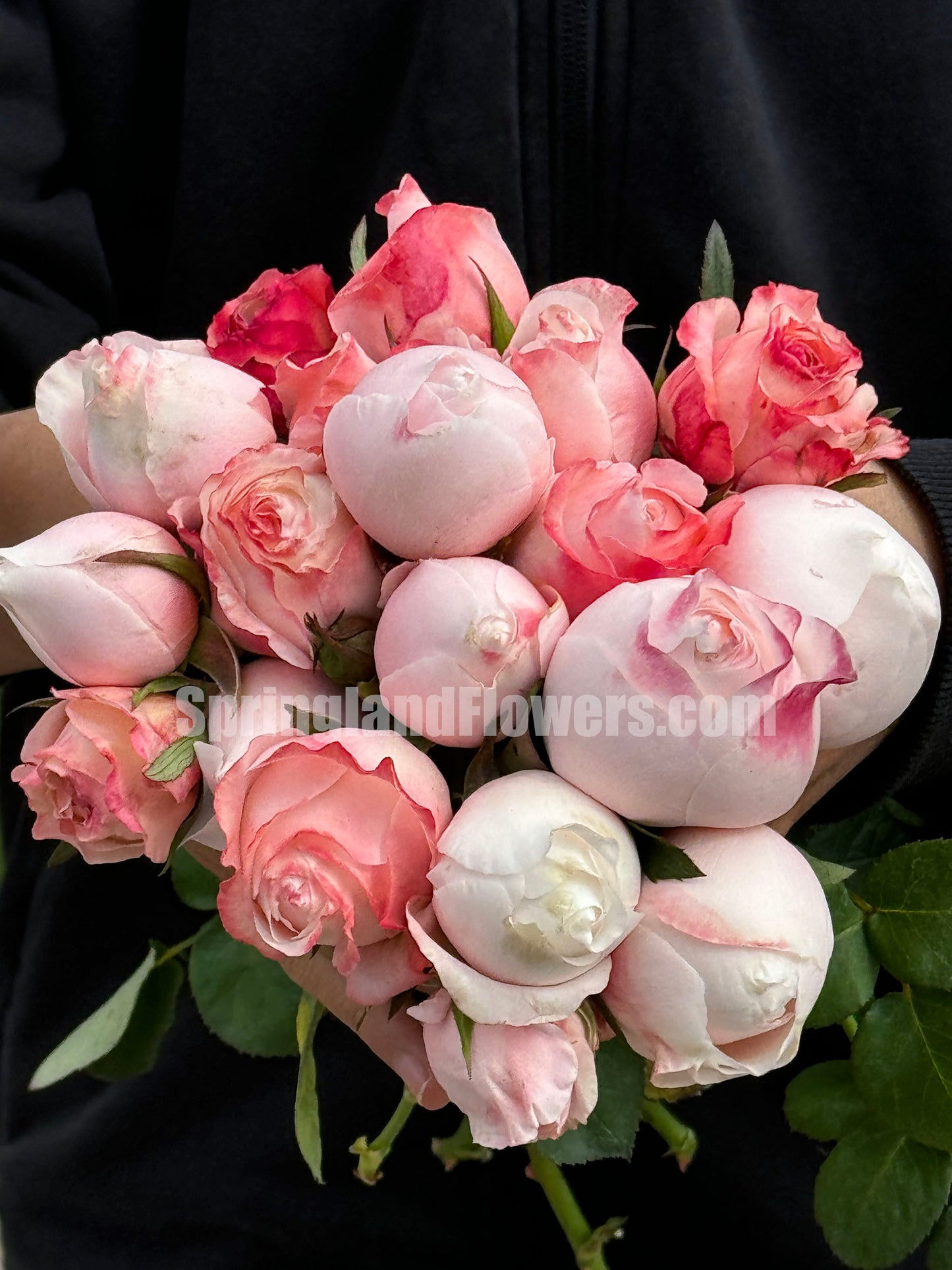 #SPC223,NEW 2022! Strawberry Droplet/FangZi 芳姿,Shrub Rose, 天狼月季,Strong Disease Resistance, Non-Grafted/Own Root.
