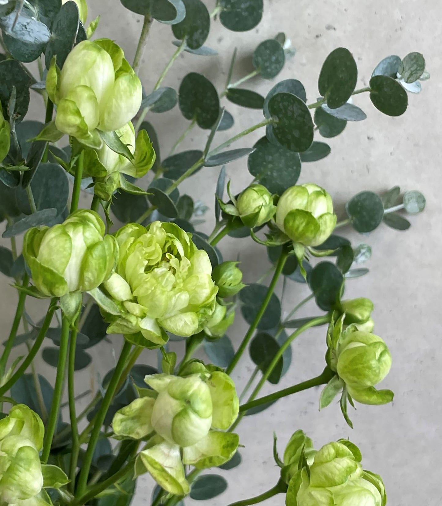 #SPJ107, Eclaire 埃克莱尔/闪电,Japanese Rose , Heat-tolerant, disease-resistant, Thornless,Non-Grafted/Own Root.