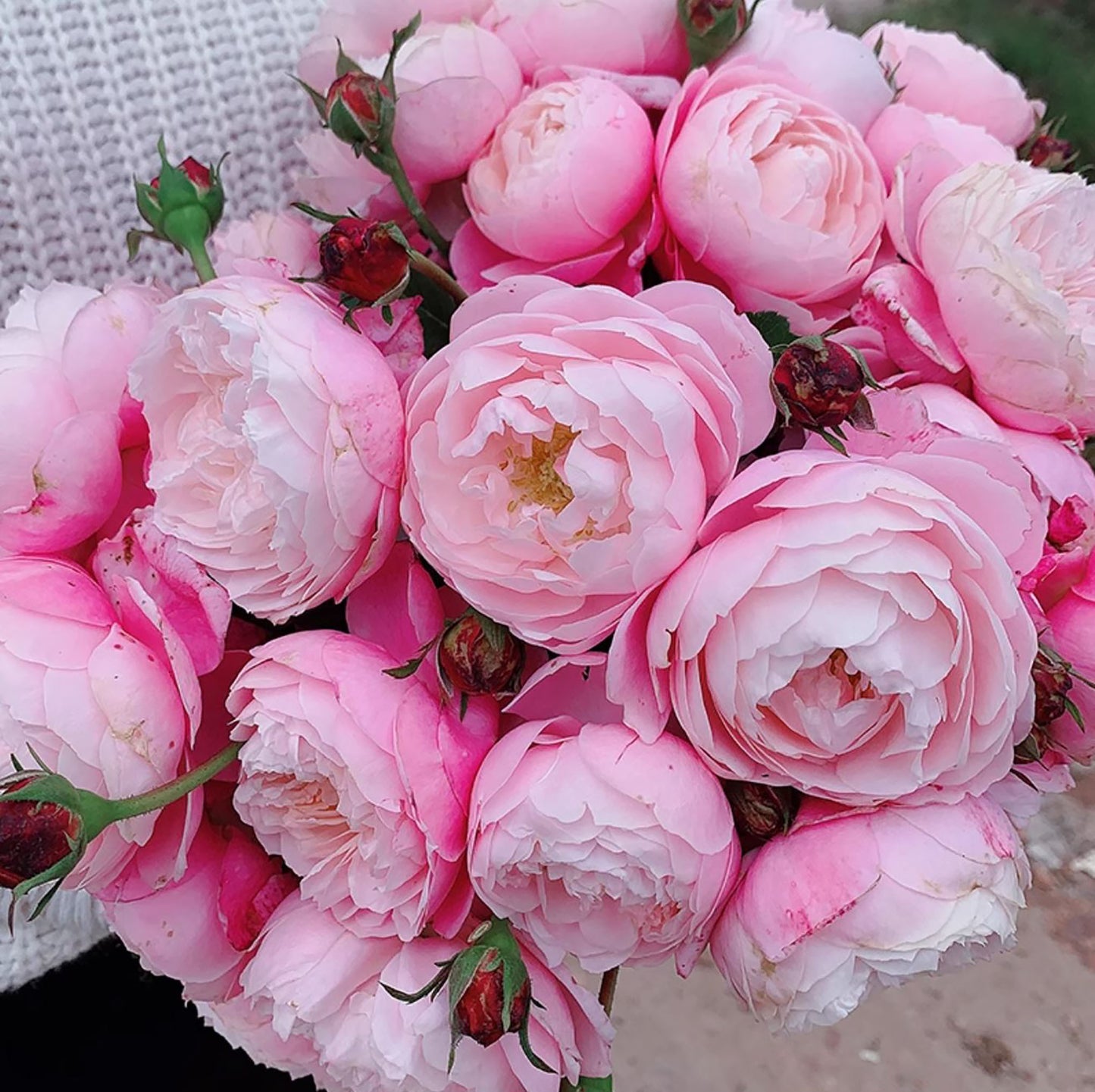 #SPJ111 , Strawberry Macaron草莓杏仁饼,Japanese Floribunda Rose, Non-Grafted/Own Root.