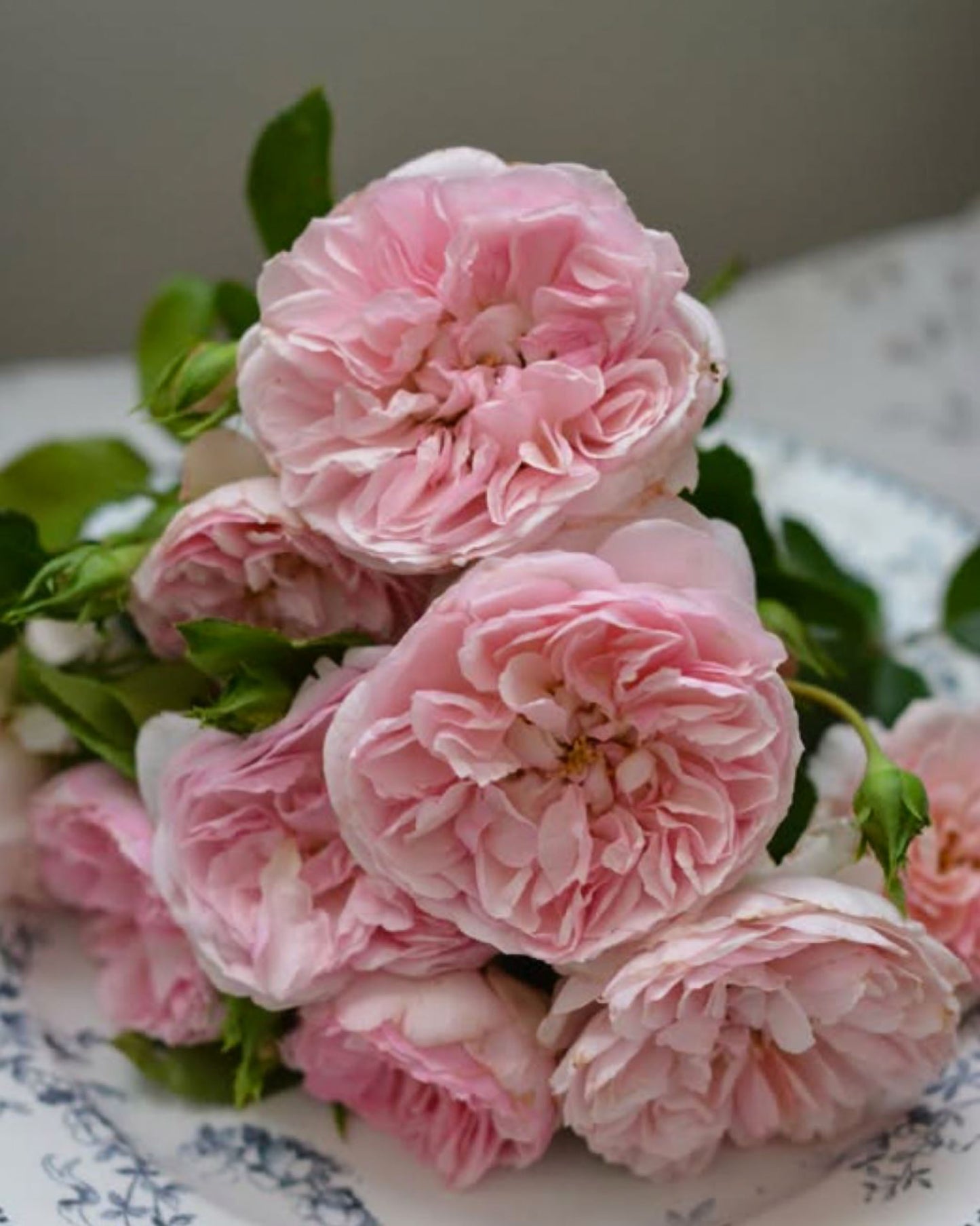 #SPJ139,Ruban 河本丝带,Japanese Floribunda Rose, Non-Grafted/Own Root.