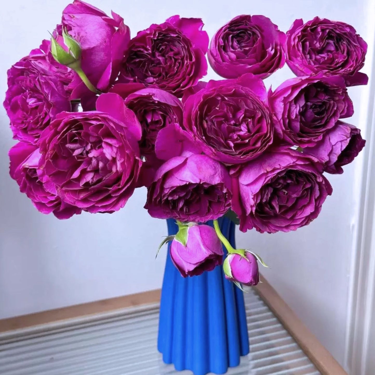 #SPJ138,NEW ! 2023. Extremely Similar to Le Temps Des Cerises 樱桃时节,Japanese Floribunda Rose, Non-Grafted/Own Root.
