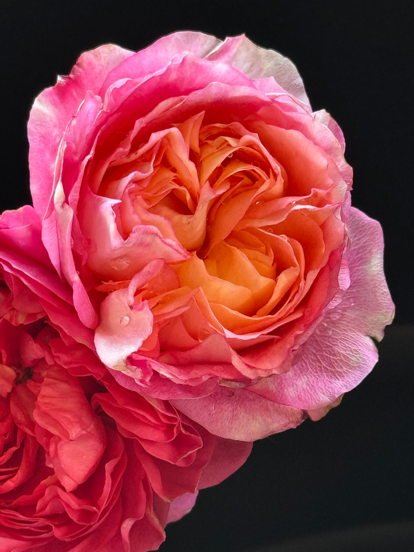 #SPC205,Expanse of Blossom 梦幻美人/大花美人, Chinese Shrub Rose, Non-Grafted/Own Root.