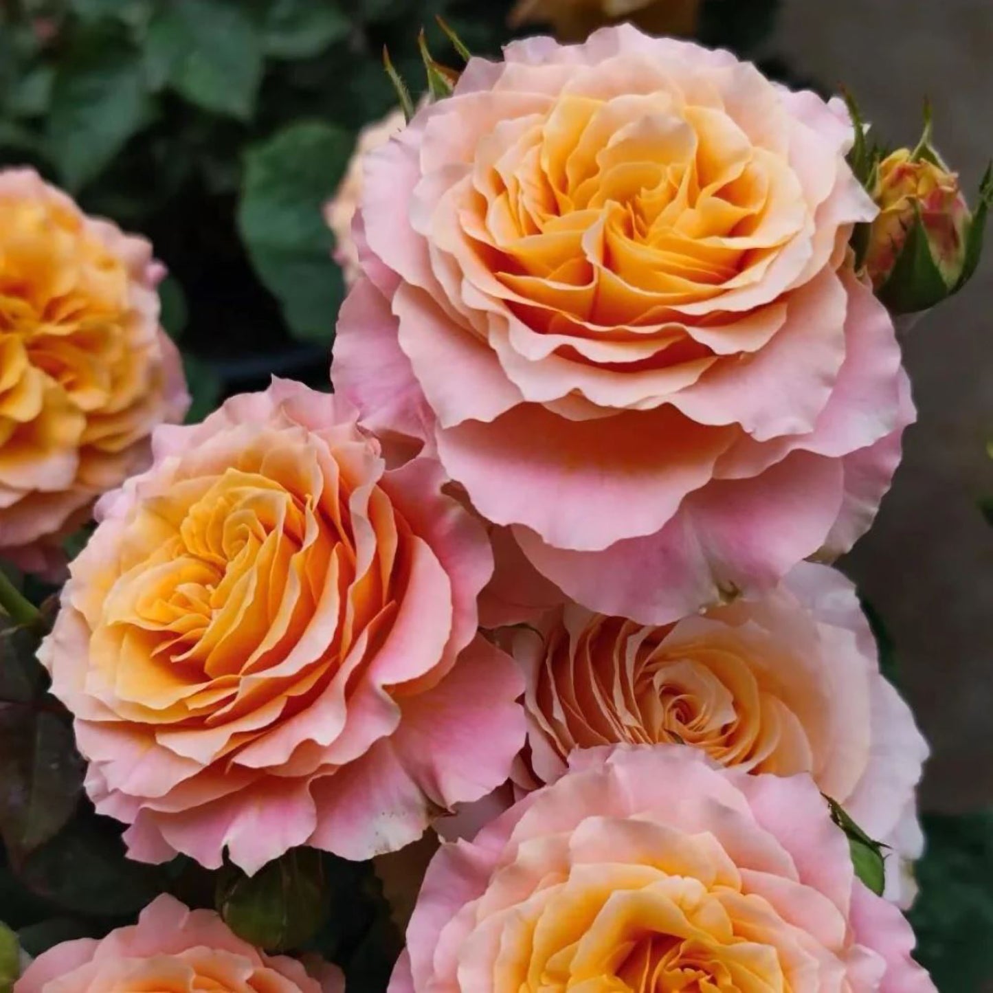 Free Spirit 自由主义,Florist Cutting Rose,Non-Grafted/Own Root.