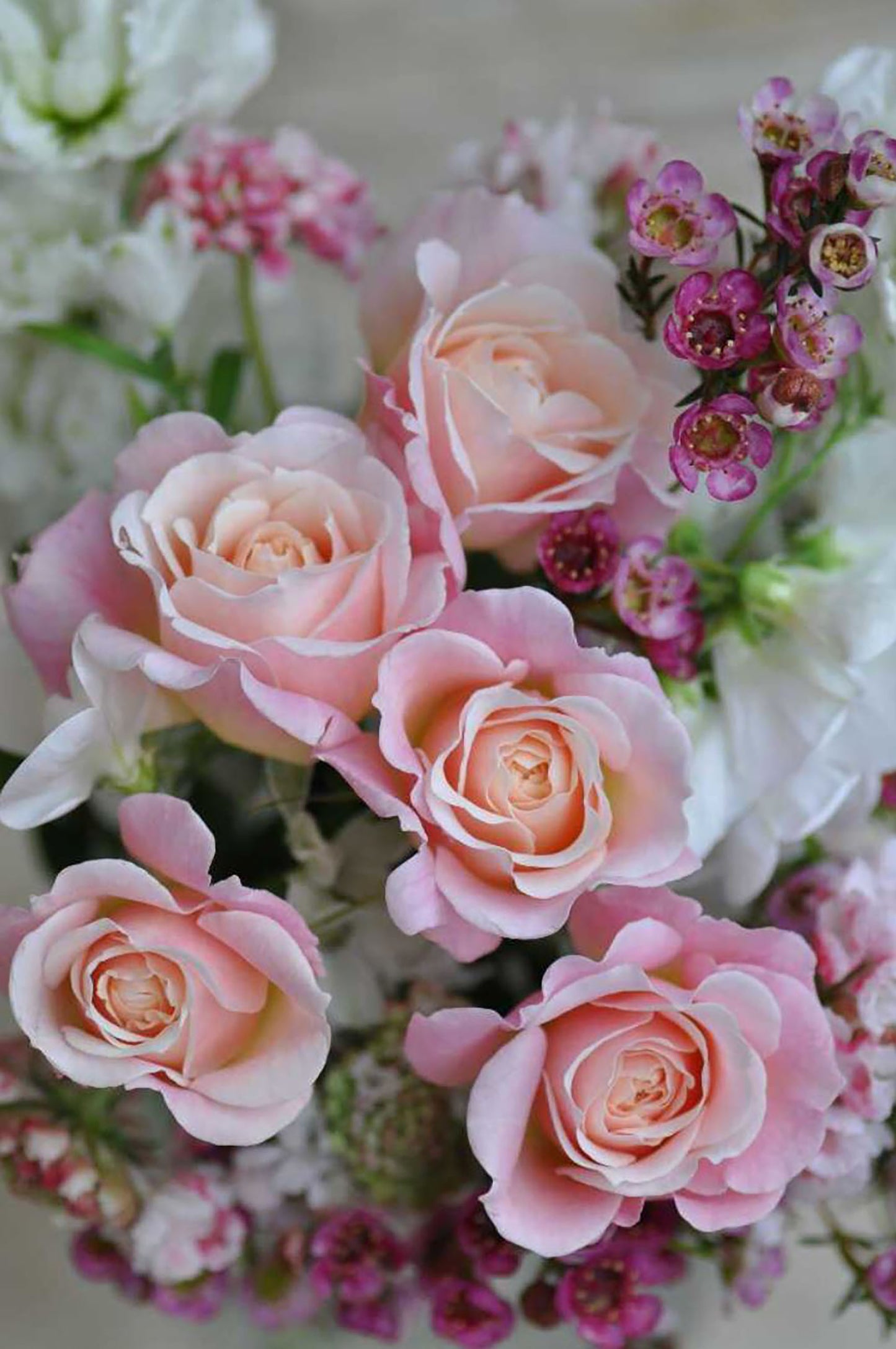#SPJ050,Chou Chou 闪闪发光, Japanese Floribunda Rose, Non-Grafted/Own Root.