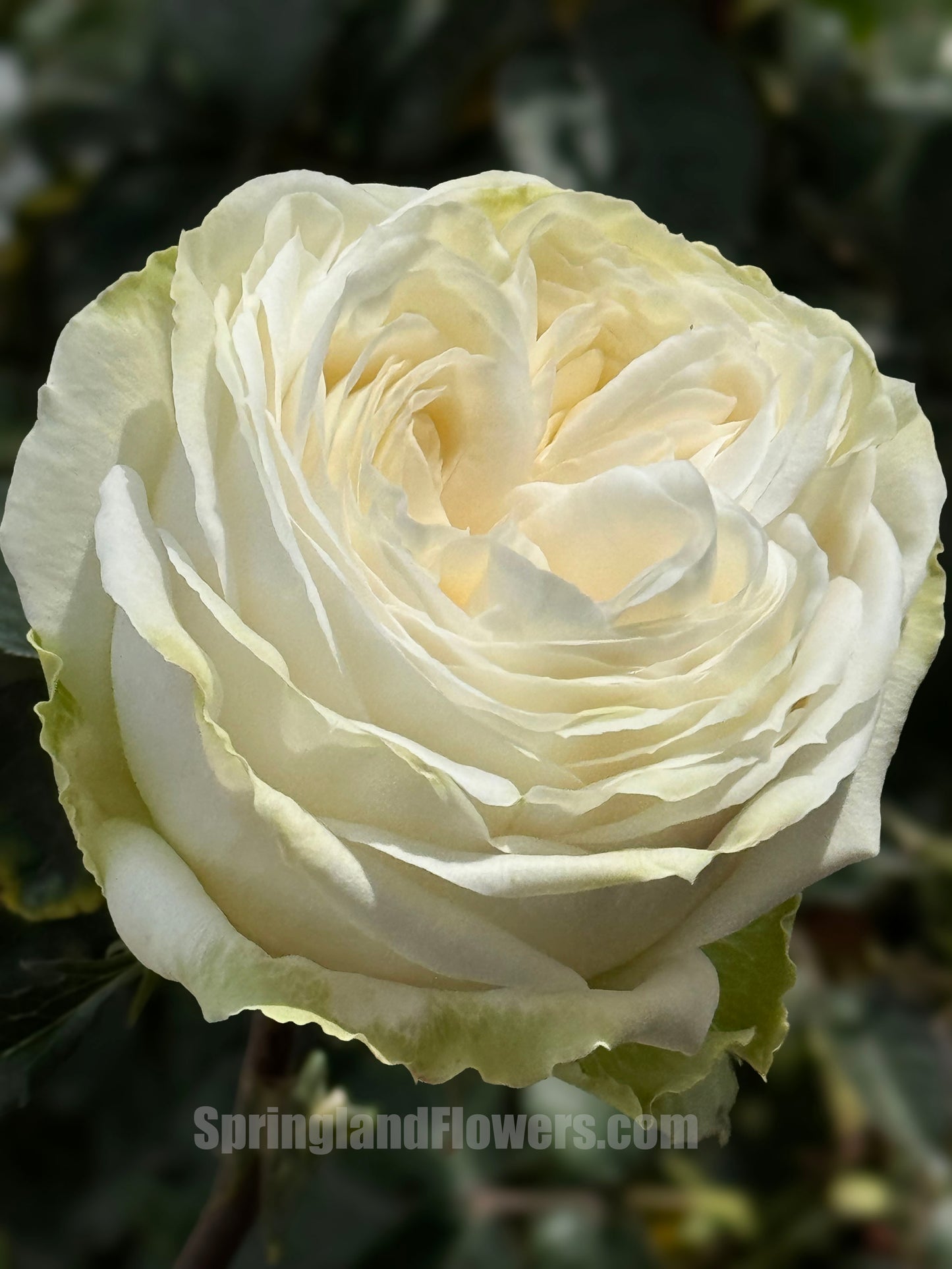 #SPJ145,Roads of wedding 婚礼之路,Japanese Florist Shrub Rose. Non-Grafted/Own Root.