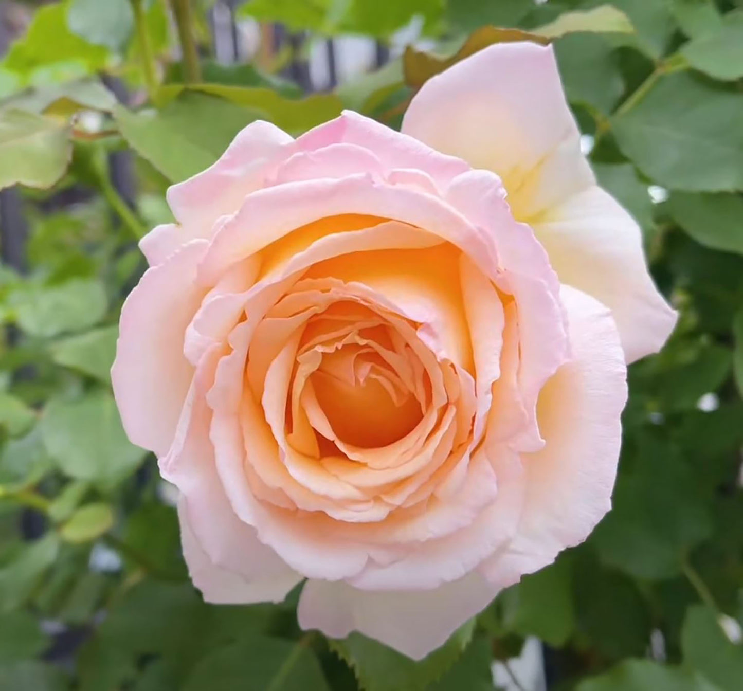 #SPJ077, extremely similar to Kaoruno 熏乃, Japanese Floribunda Rose, Strong fragrance. Non-Grafted/Own Root.