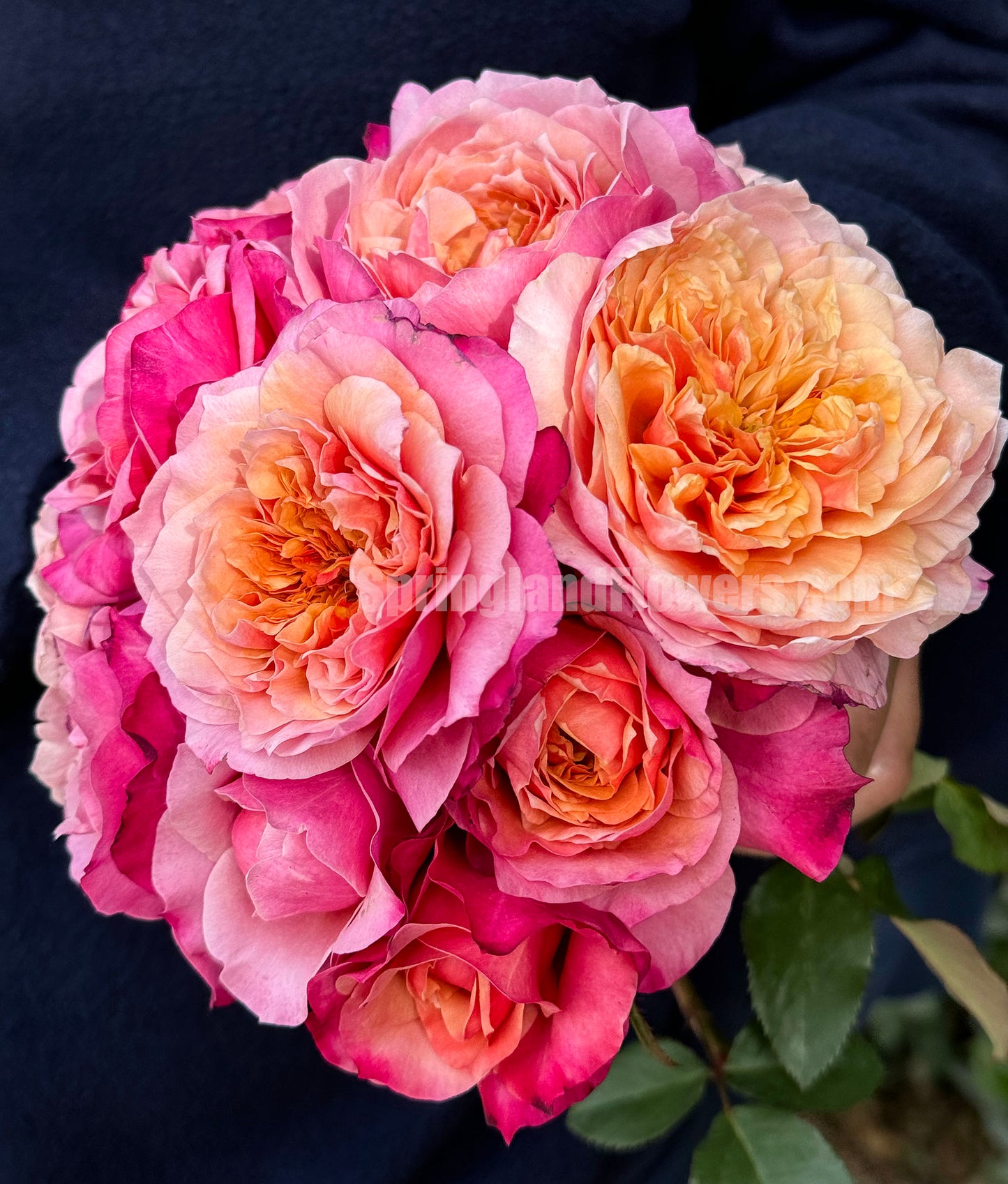 #SPJ035, Miyabi 雅,Florist Shrub Rose, Non-Grafted/Own Root.