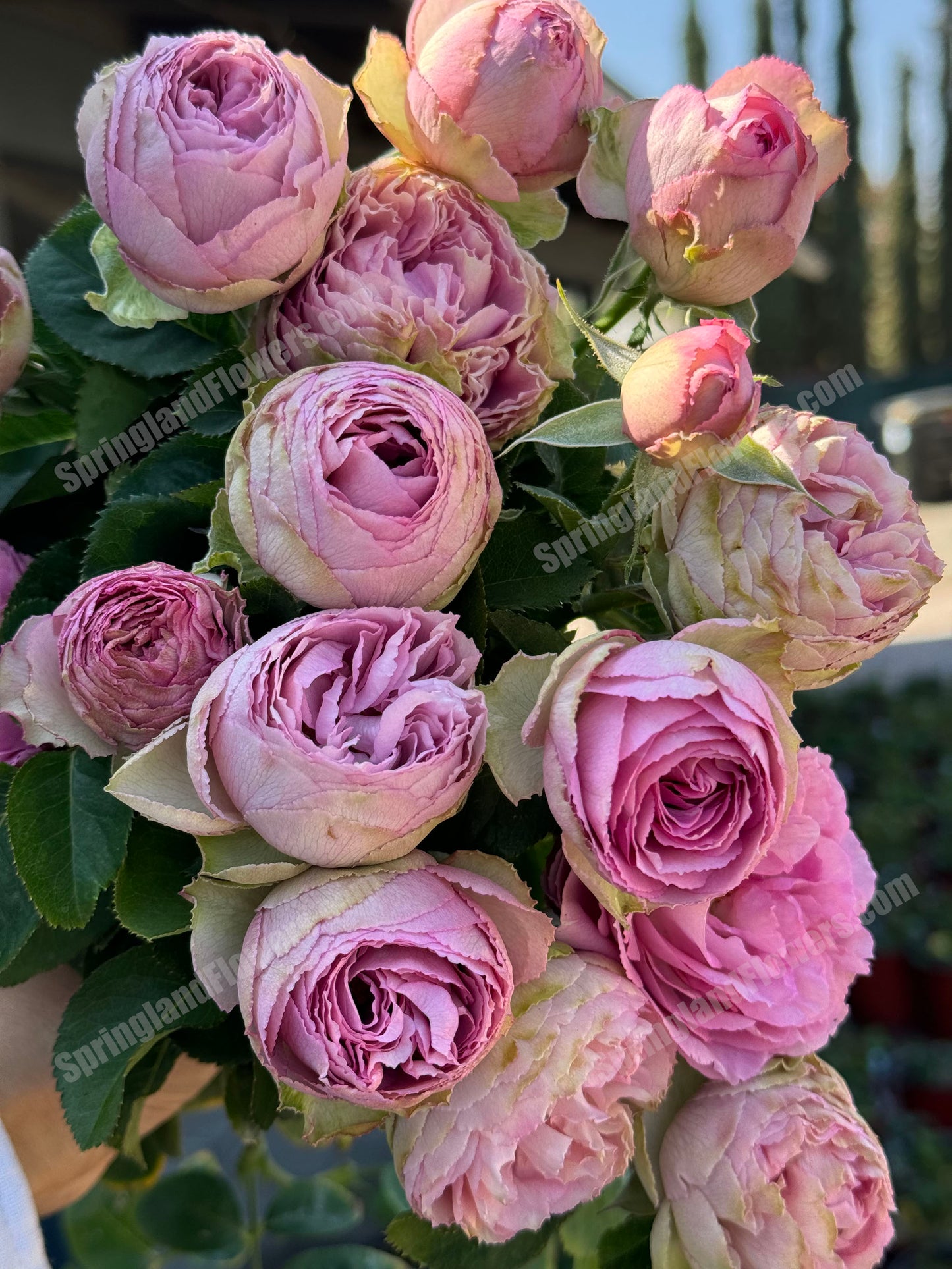 #SPN088,Extremely Similar to Lavender Lace 薰衣草蕾丝, Florist Shrub Rose, Non-Grafted/Own Root.