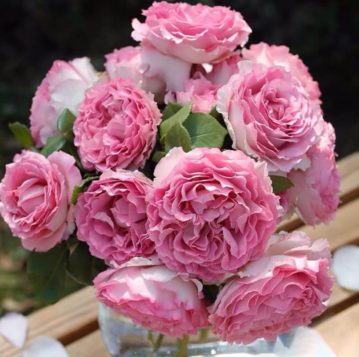 #SPC232,Silk Garment 罗衣,Thornless Climbing Rose , Rich Frangrance, Non-Grafted/Own Root.