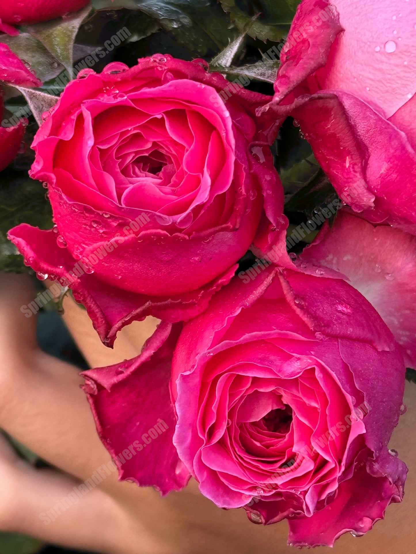 #SPJ110,Yu-zen 友禅, Japanese Florist Shrub Rose, Non-Grafted/Own Root.