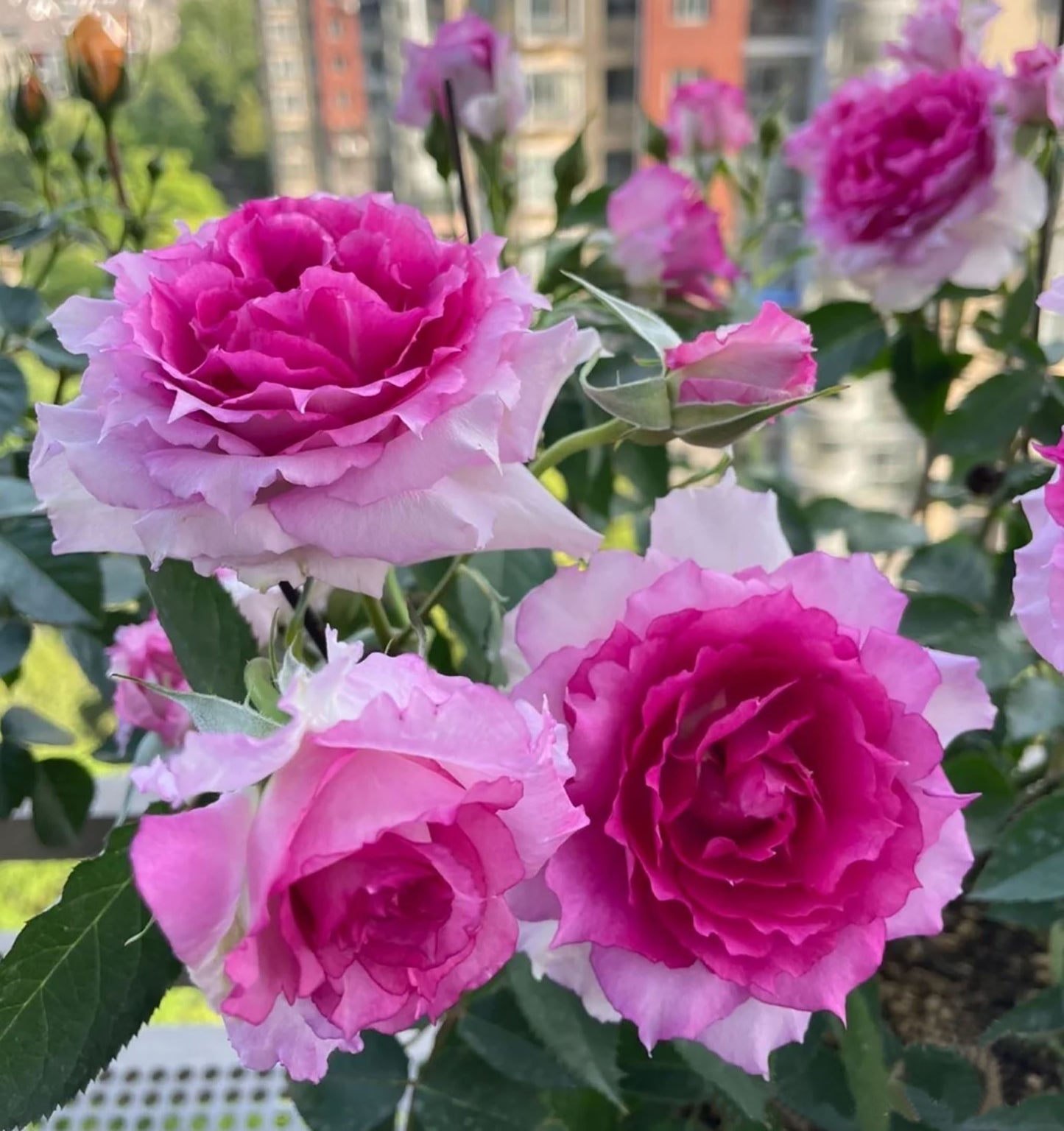 #SPJ067, Sheherazad 天方夜谭, Japanese Floribunda Rose, Thornless, Strong Fragrance, Non-Grafted/Own Root.