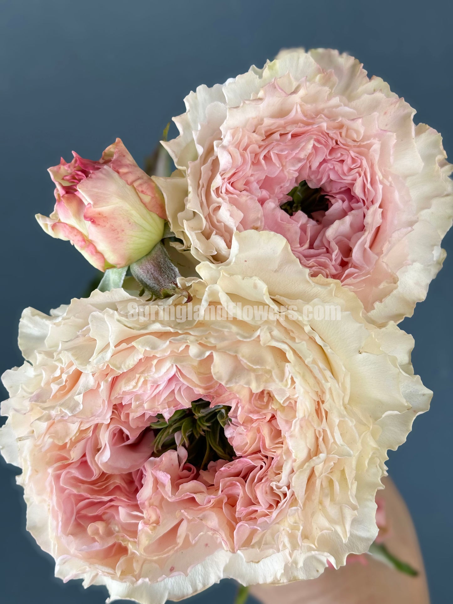 Goddess of the Luo River 洛神, Florists Rose. Non-Grafted/Own Root.