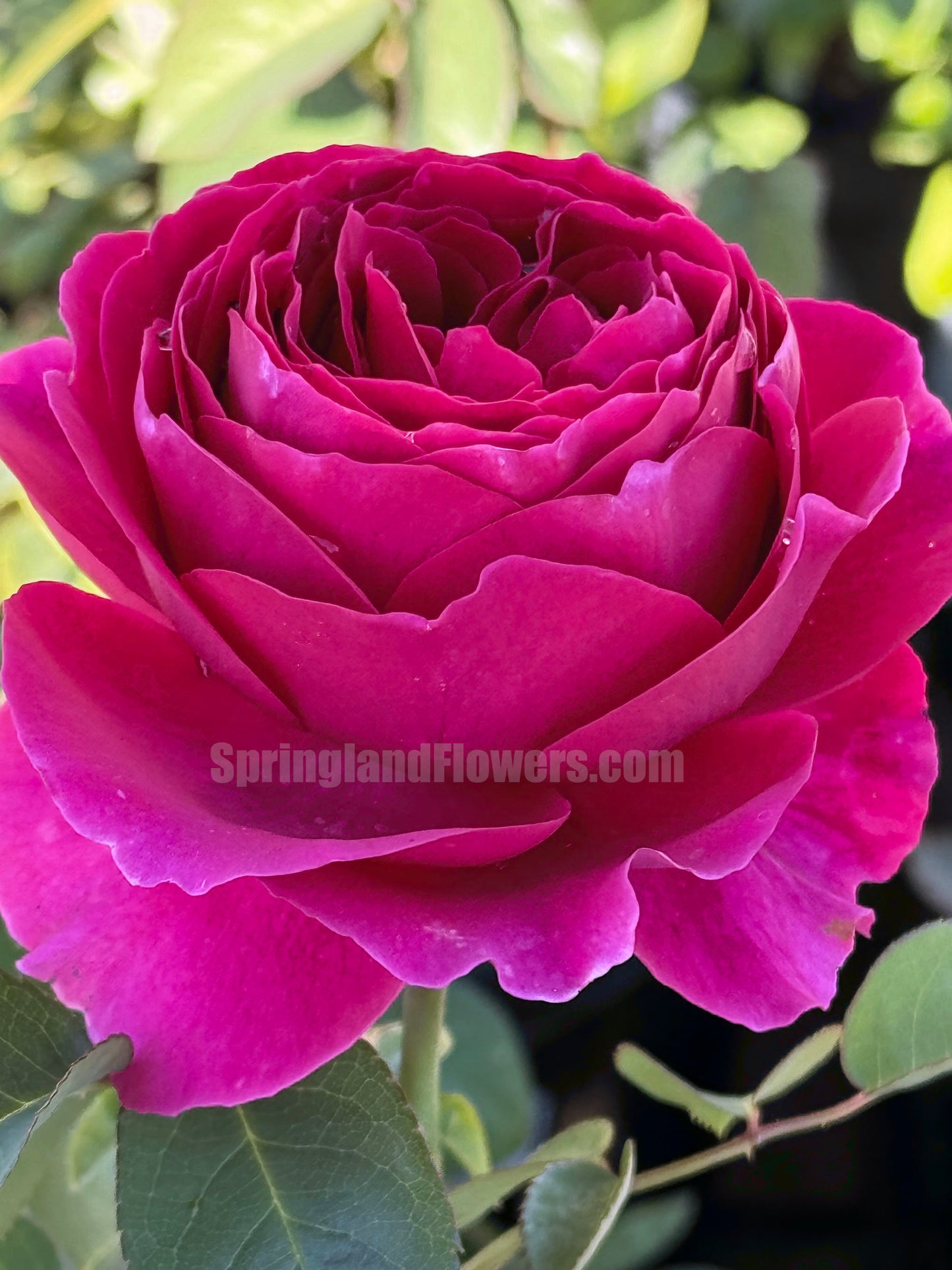 #SPJ171,Pas De Deux 双人芭蕾, Japanese Shrub Rose , Non-Grafted/Own Root.