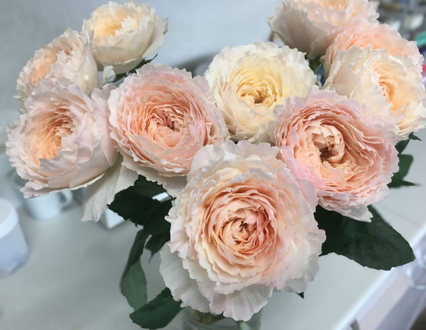 #SPJ151, Extremely Similar to Tsumugi-Hirari 紬-轻柔, Japanese Florist Shrub Rose, Non-Grafted/Own Root.