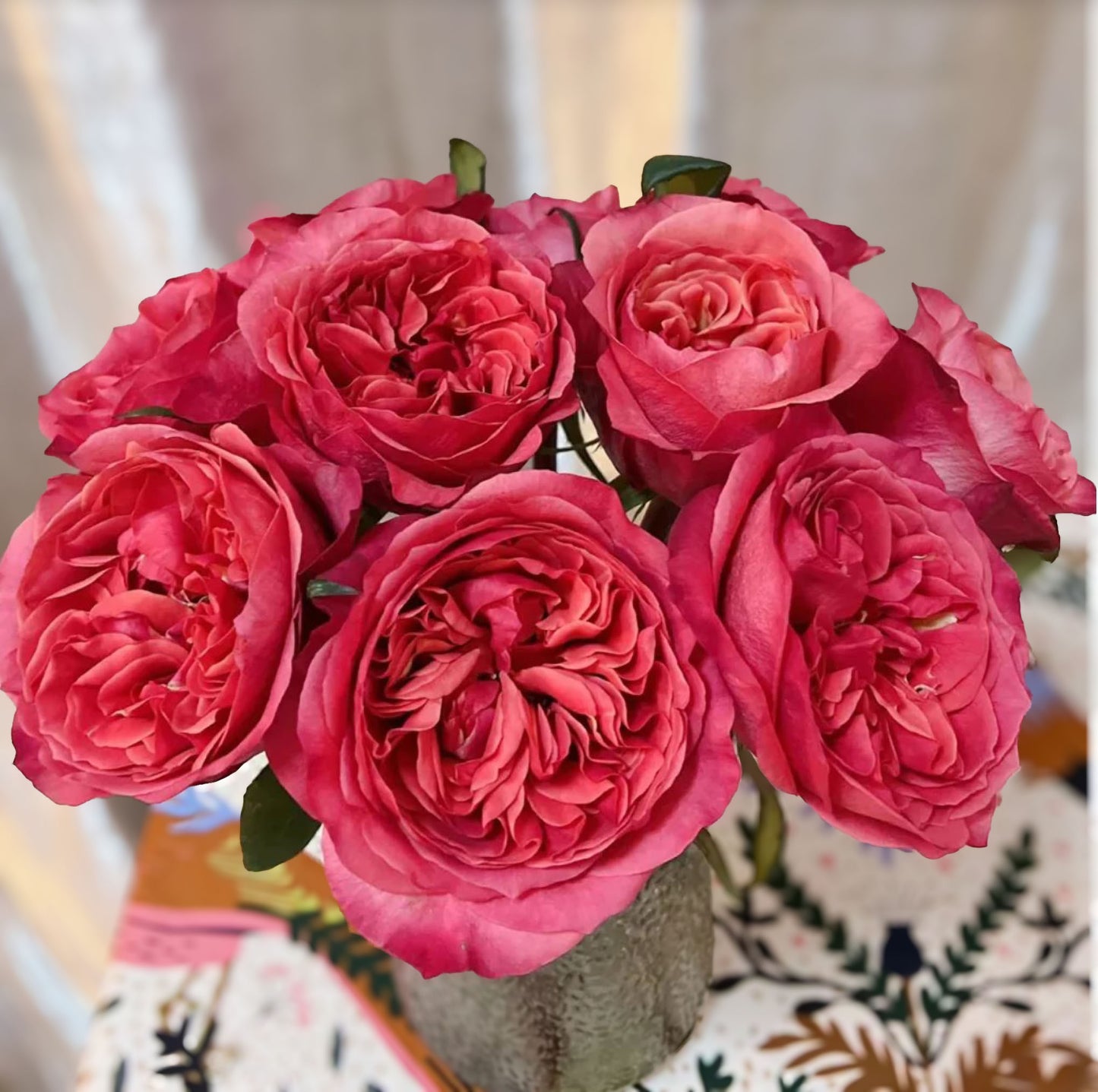 #SPN119,Extremely Similar to Dark X-pression 黑暗激情/黑暗爆炸, Florist Shrub Rose.