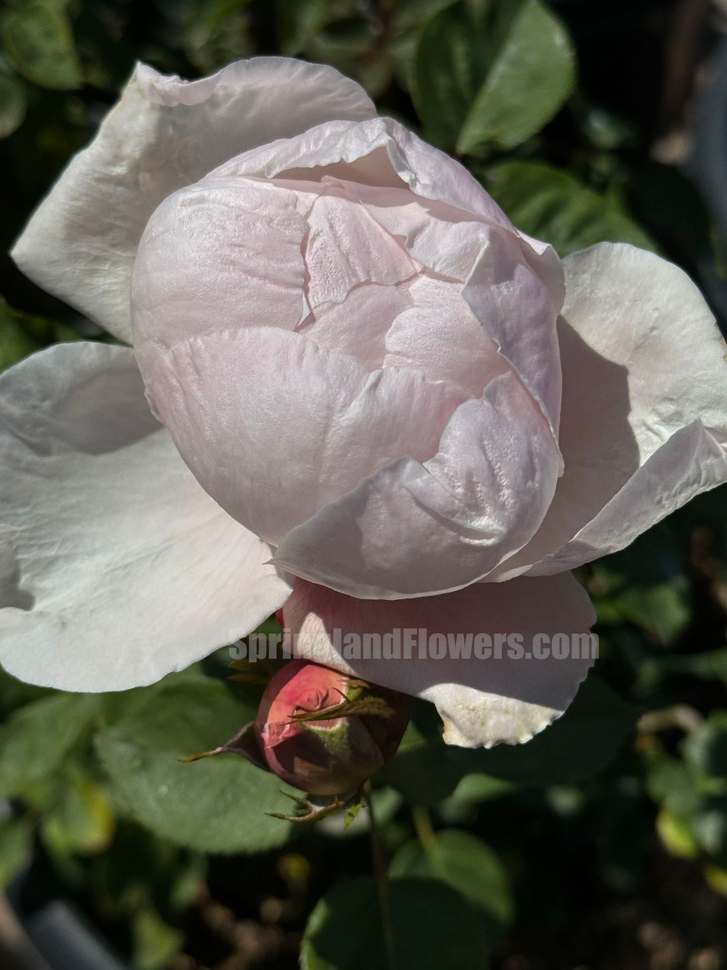 Peony Pink 芍药粉,Shrub Rose, Non-Grafted/Own Root.