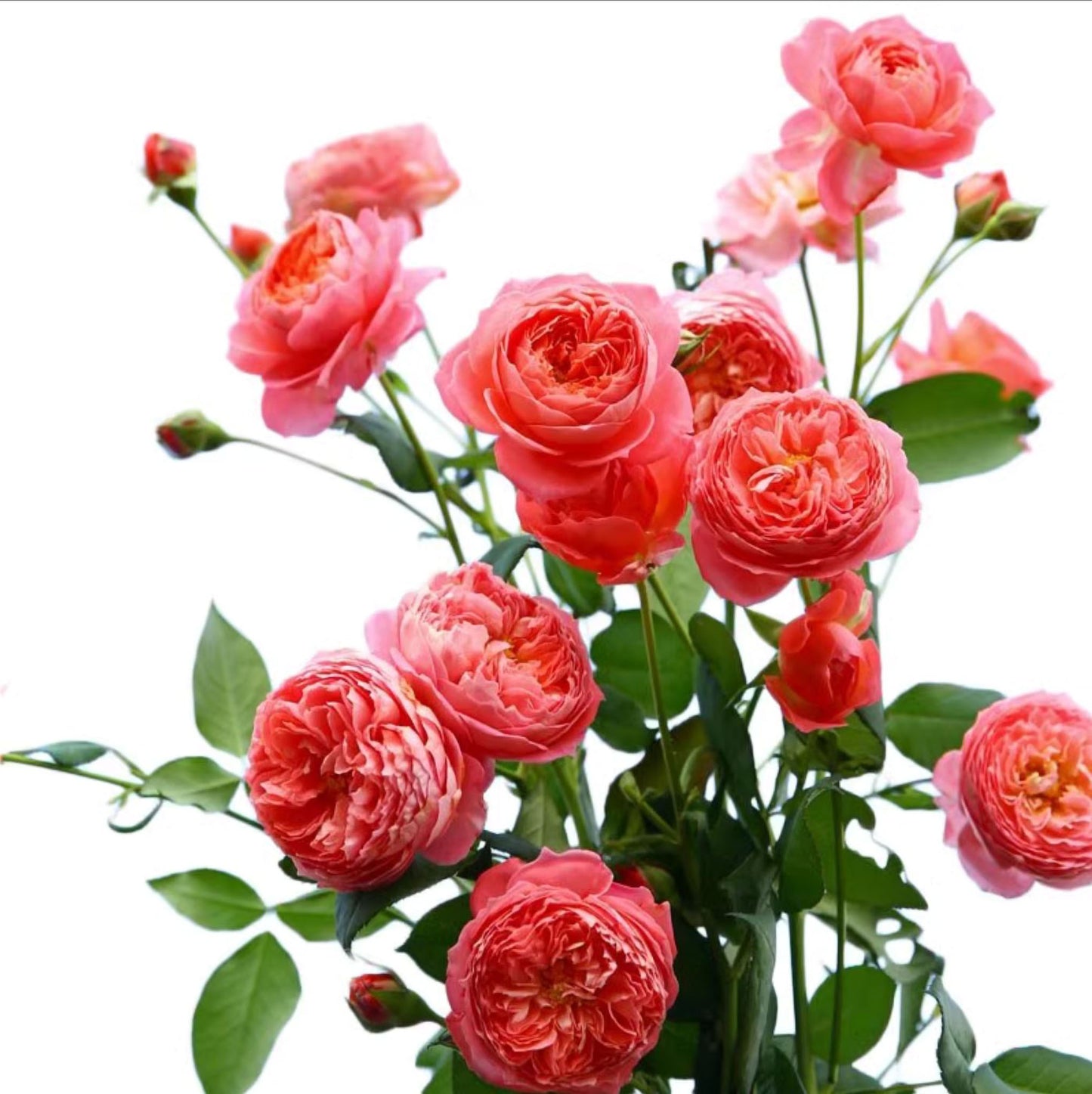 #SPC235,Summer Fireworks 夏日花火,Shrub Rose,Non-Grafted/Own Root.