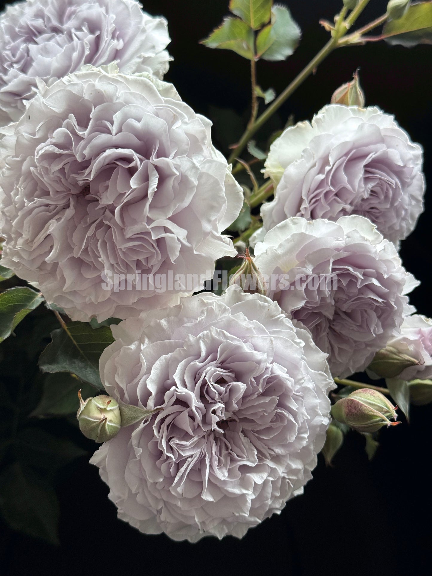 #SPC186, JiSe/Azure Tranquility 霁色, Chinese Shrub Rose, Non-Grafted/Own Root.