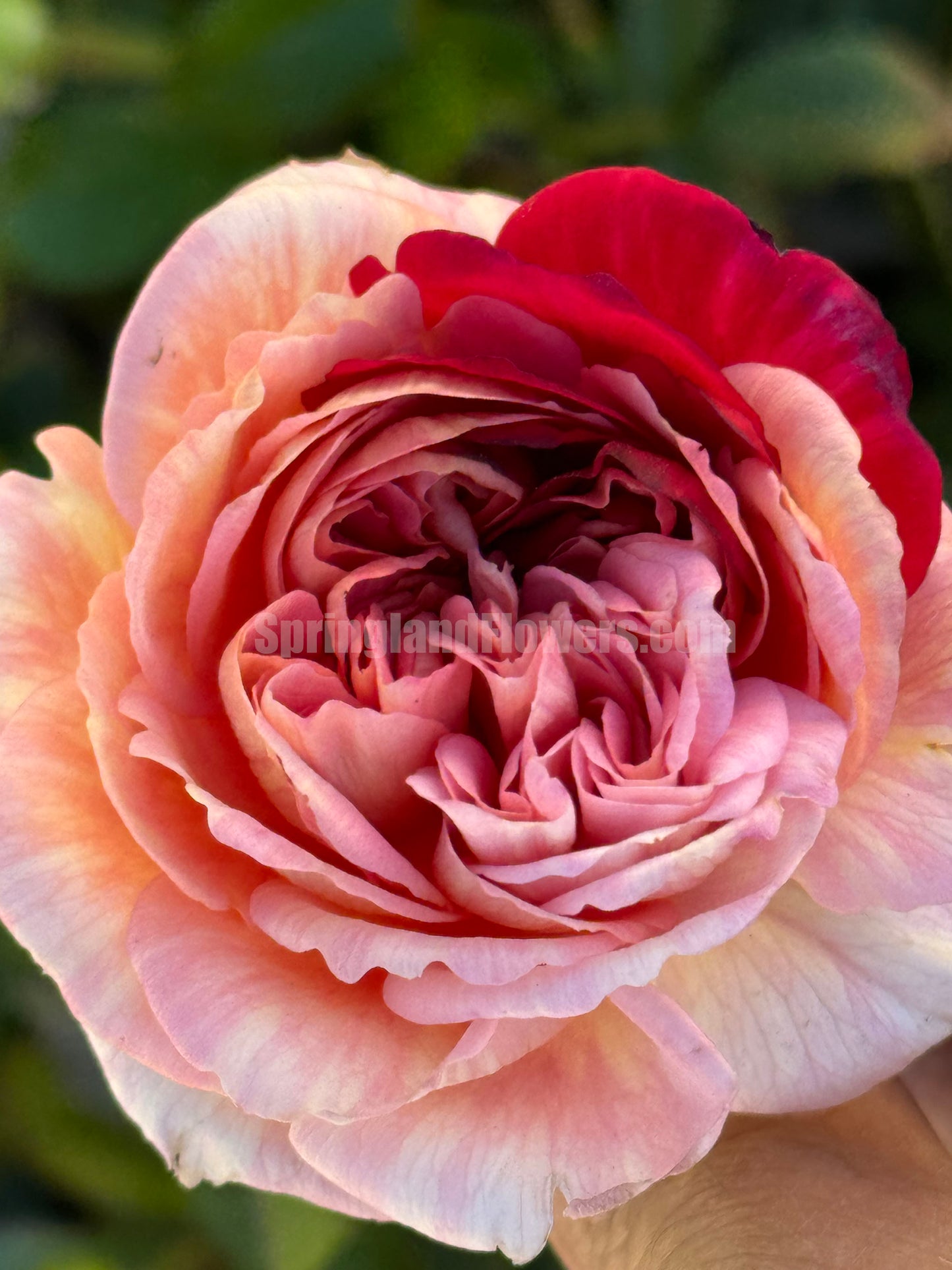 #SPJ094 ,Sunset Blush 羞颜, Japanese Florist Shrub Rose,Non-Grafted/Own Root.