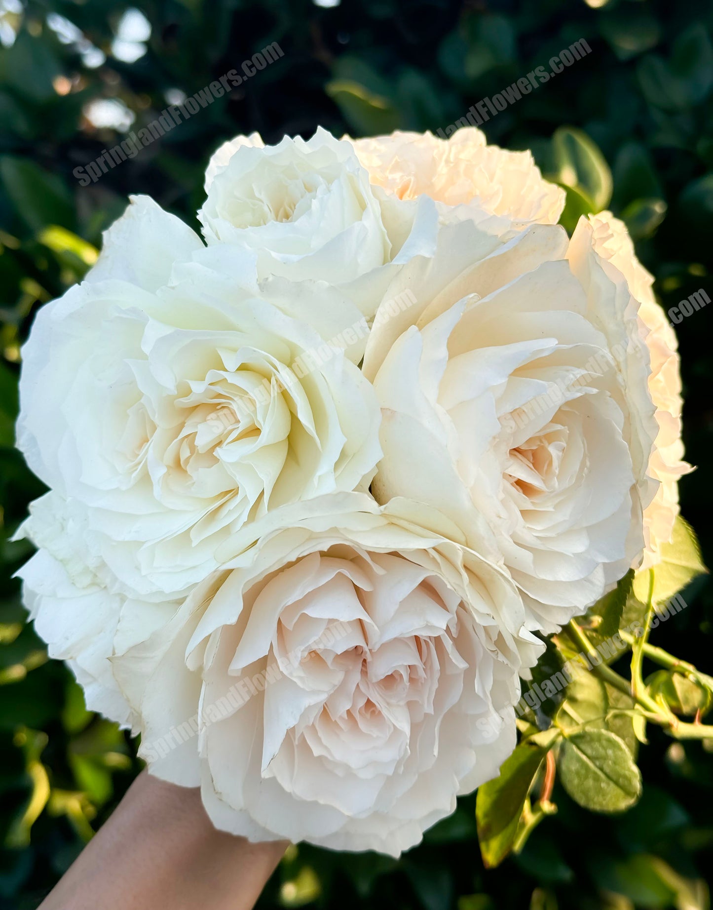 Royal Diva/Opera Queen 皇家迪瓦/歌剧皇后,Shrub Rose, Non-Grafted/Own Root.