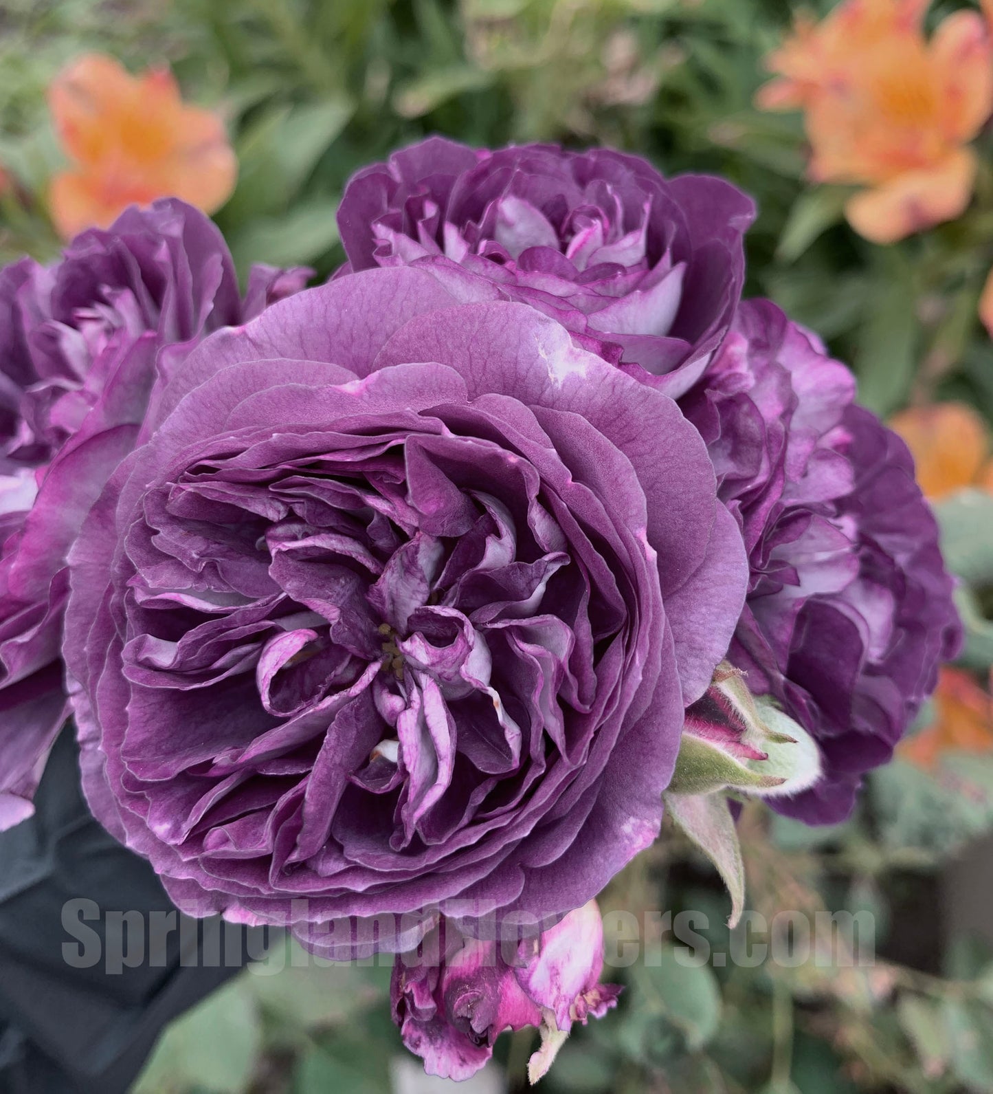 #SPJ099,Rinaldo 圣十字军, Japanese Shrub Rose, Non-Grafted/Own Root.
