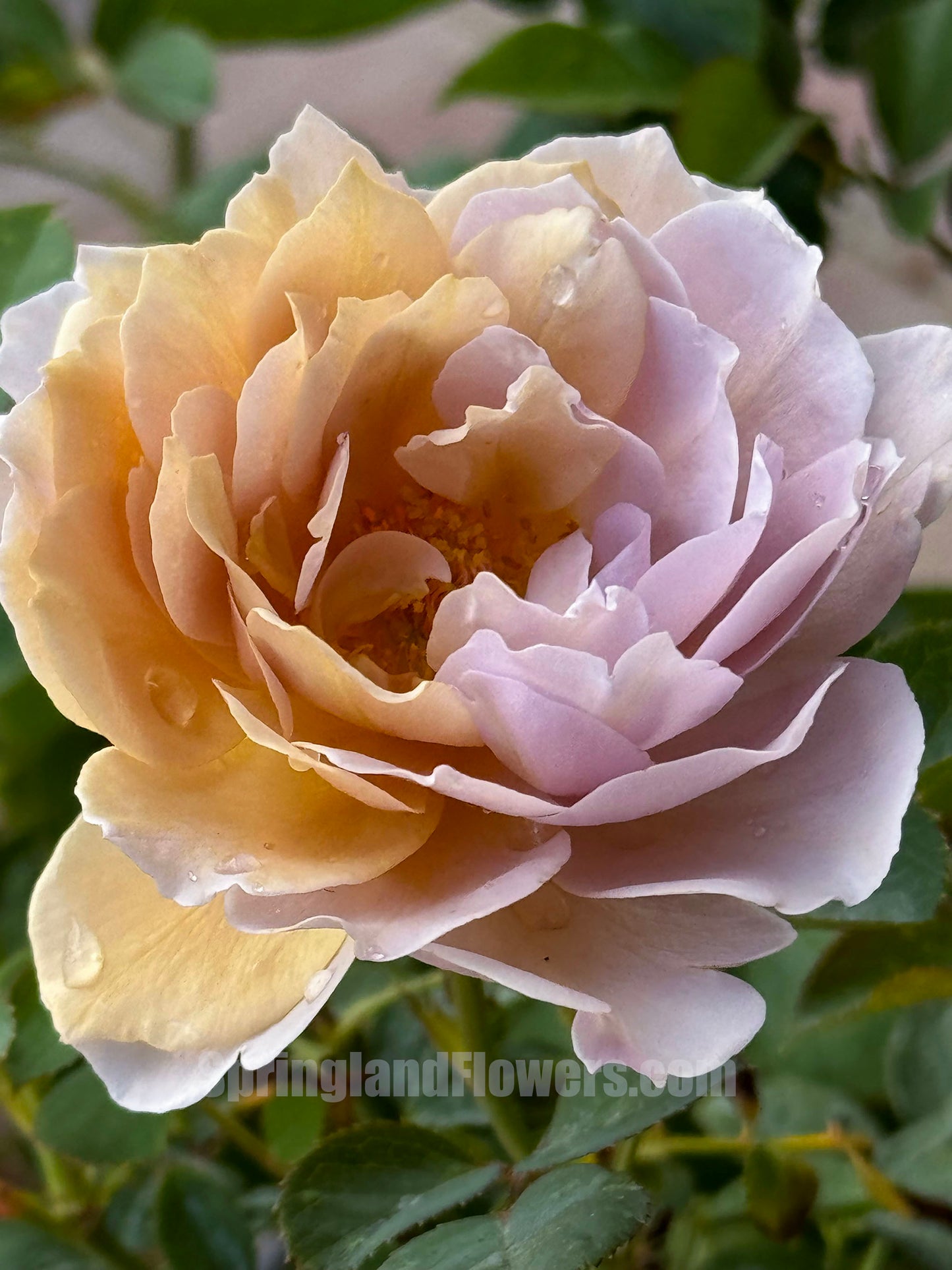 #SPC207, Fragment of Fall 锁清秋,Chinese Floribunda Rose, Upright, Repeat-Flowering, Excellent Disease Resistance,Non-Grafted/Own Root..