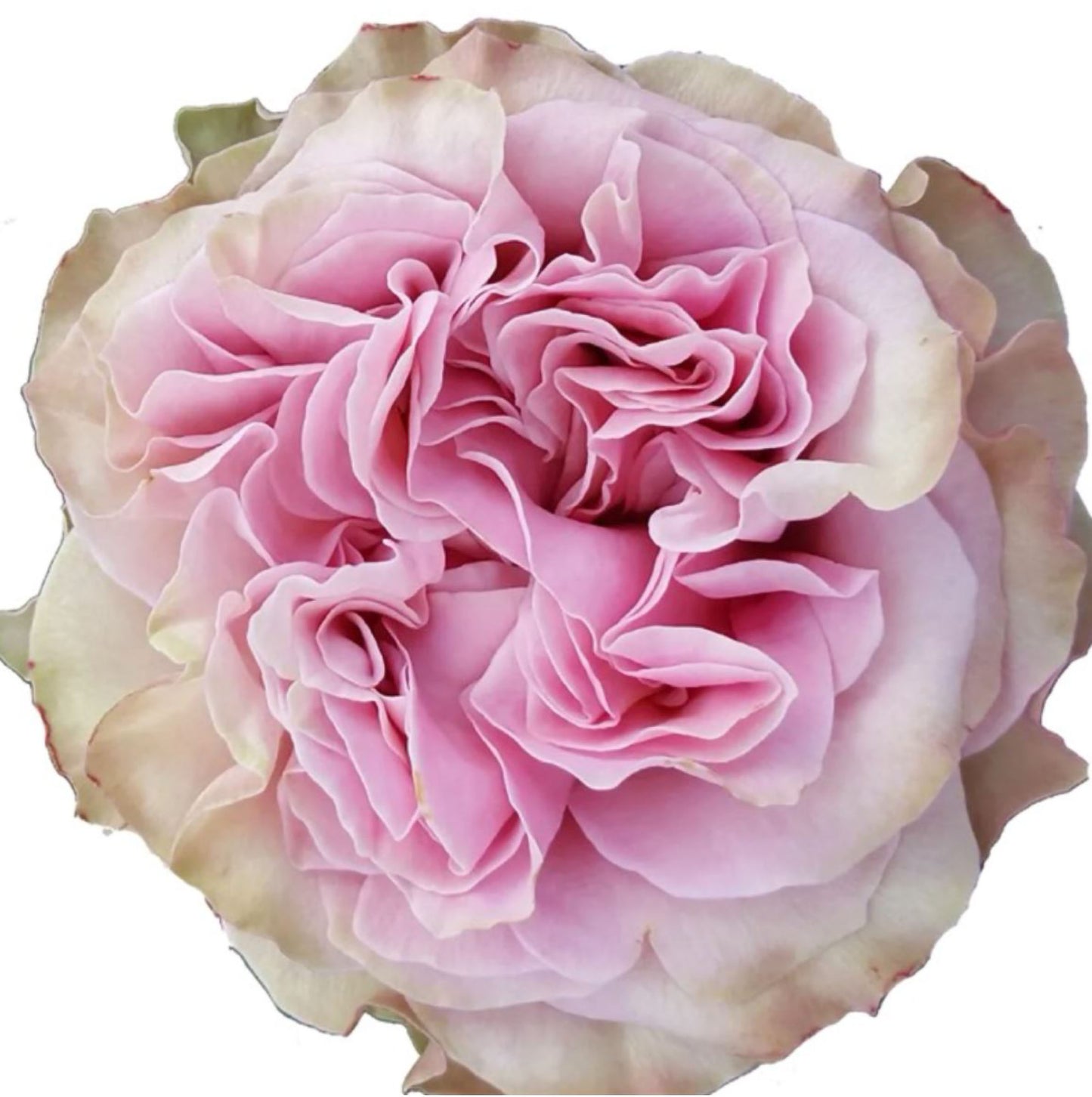 #SPN149,Retro Love 复古爱情, Florist Shrub Rose,Heat-tolerant, Non-Grafted/Own Root.