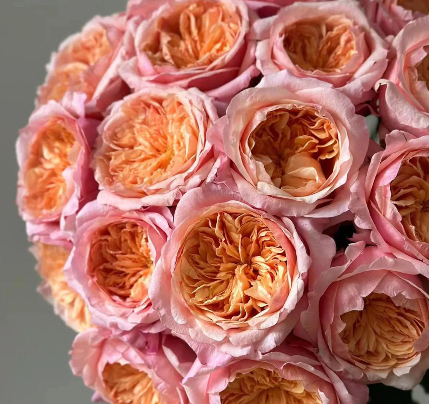 #SPN153,Victoria's Secret  维多利亚的秘密 , Shrub Rose , Non-Grafted/Own Root.