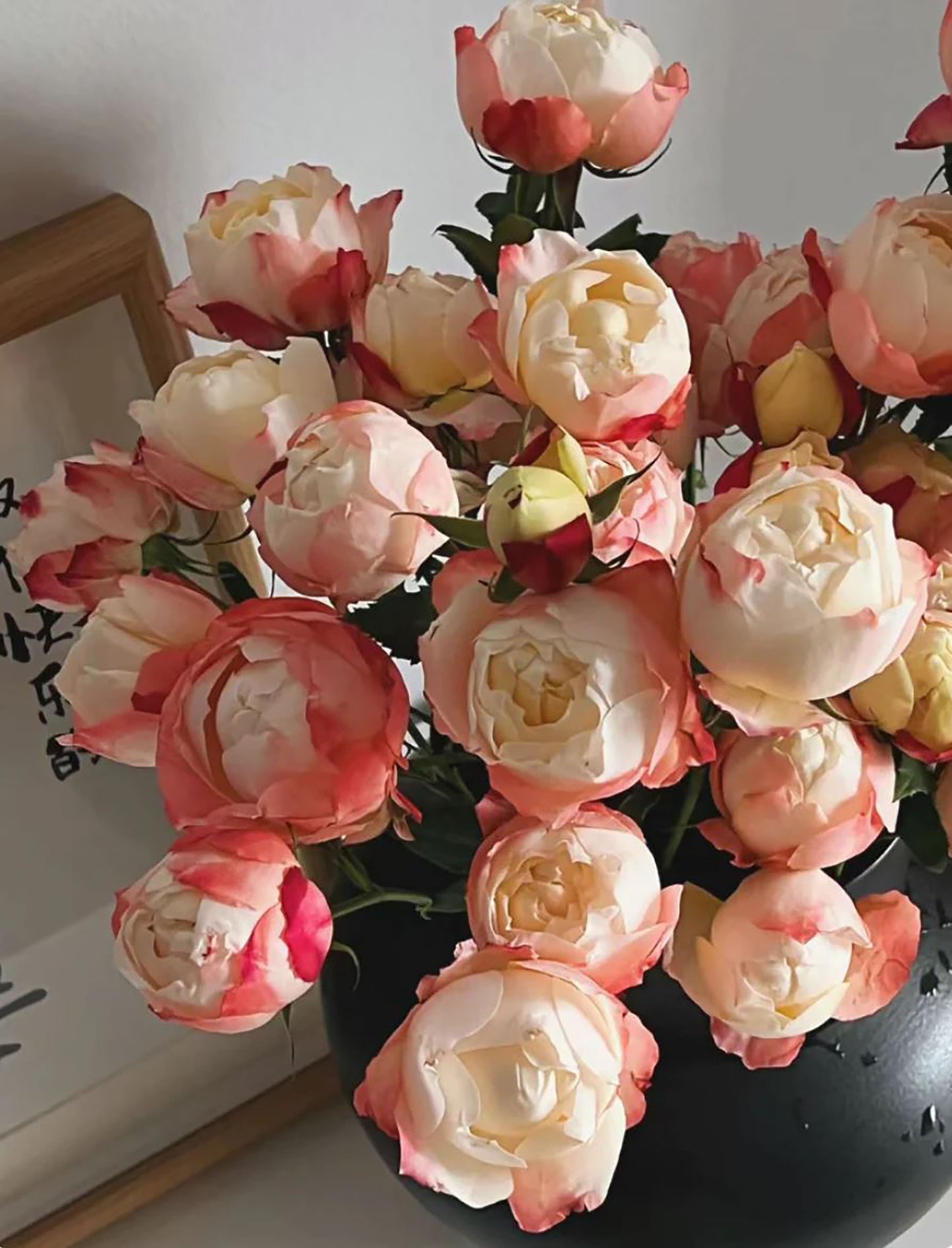 #SPJ030, Chance Pom 苹果运气, Japanese Florist Shrub Rose, Non-Grafted/Own Root.