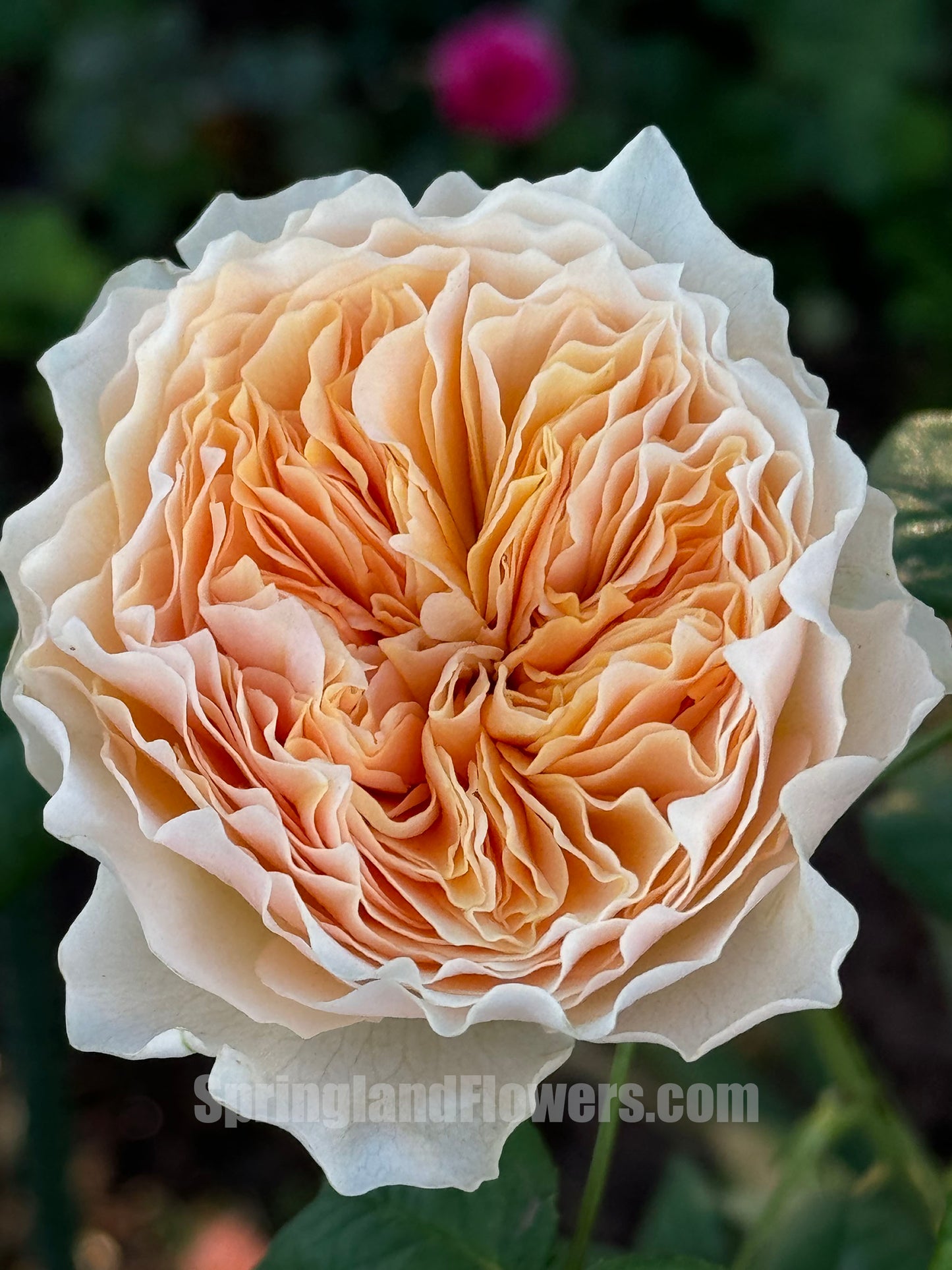 #SPC215, HanXian 涵仙,Climbing and Shrub Rose, Non-Grafted/Own Root.