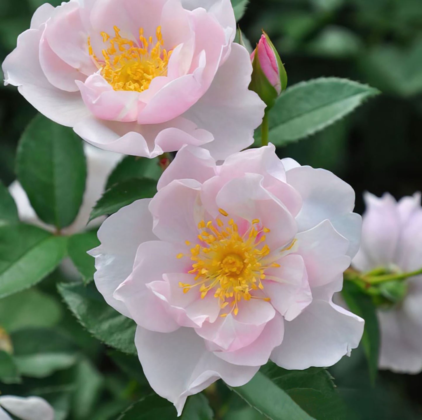 #SPJ047 ,Coup de Coeur 一见钟情,Japanese Floribunda Rose, Disease-Resistant, Non-Grafted/Own Root.