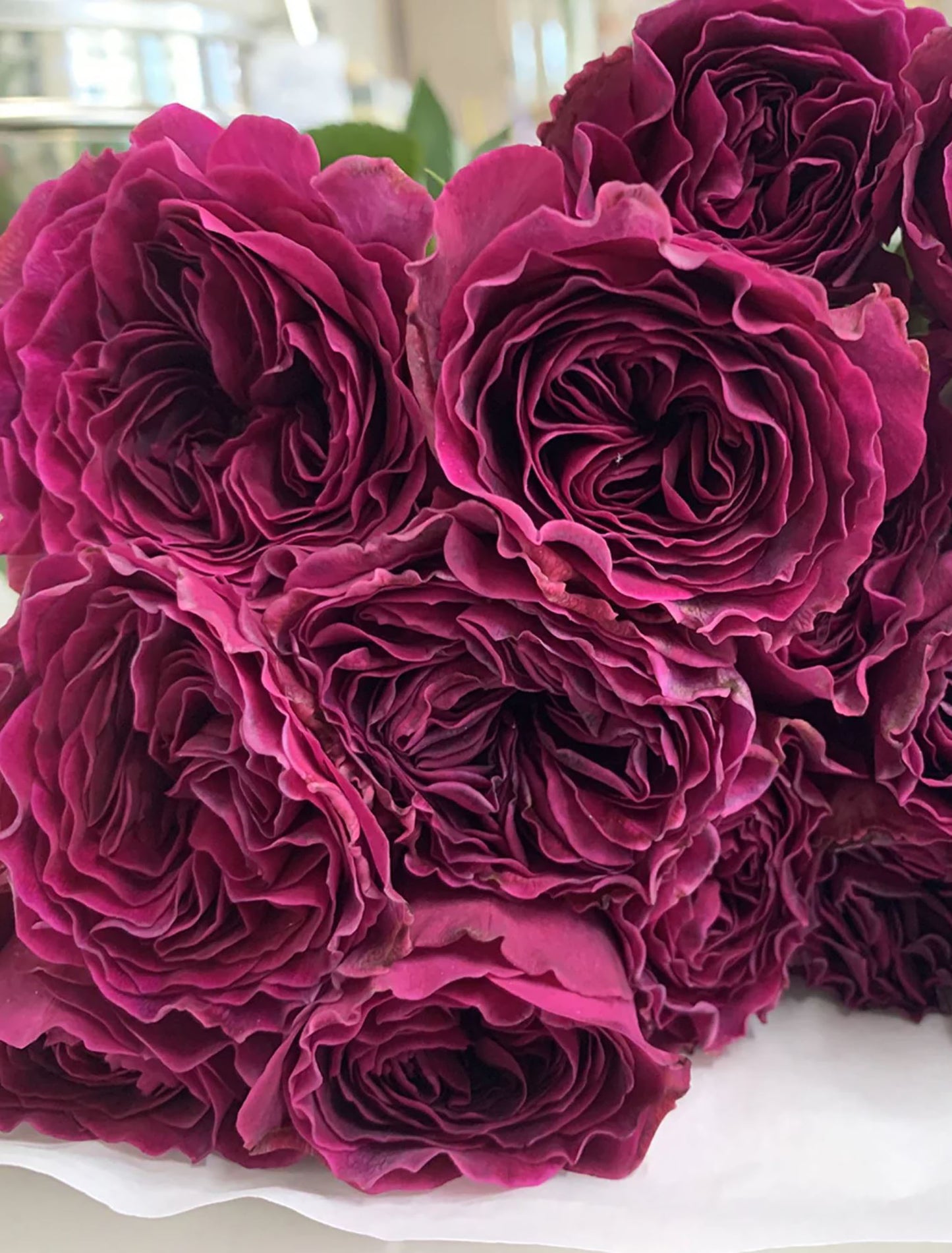 #SPJ079, Hiraku 蓝莓戒指, Japanese Florist Shrub Rose, Non-Grafted/Own Root.