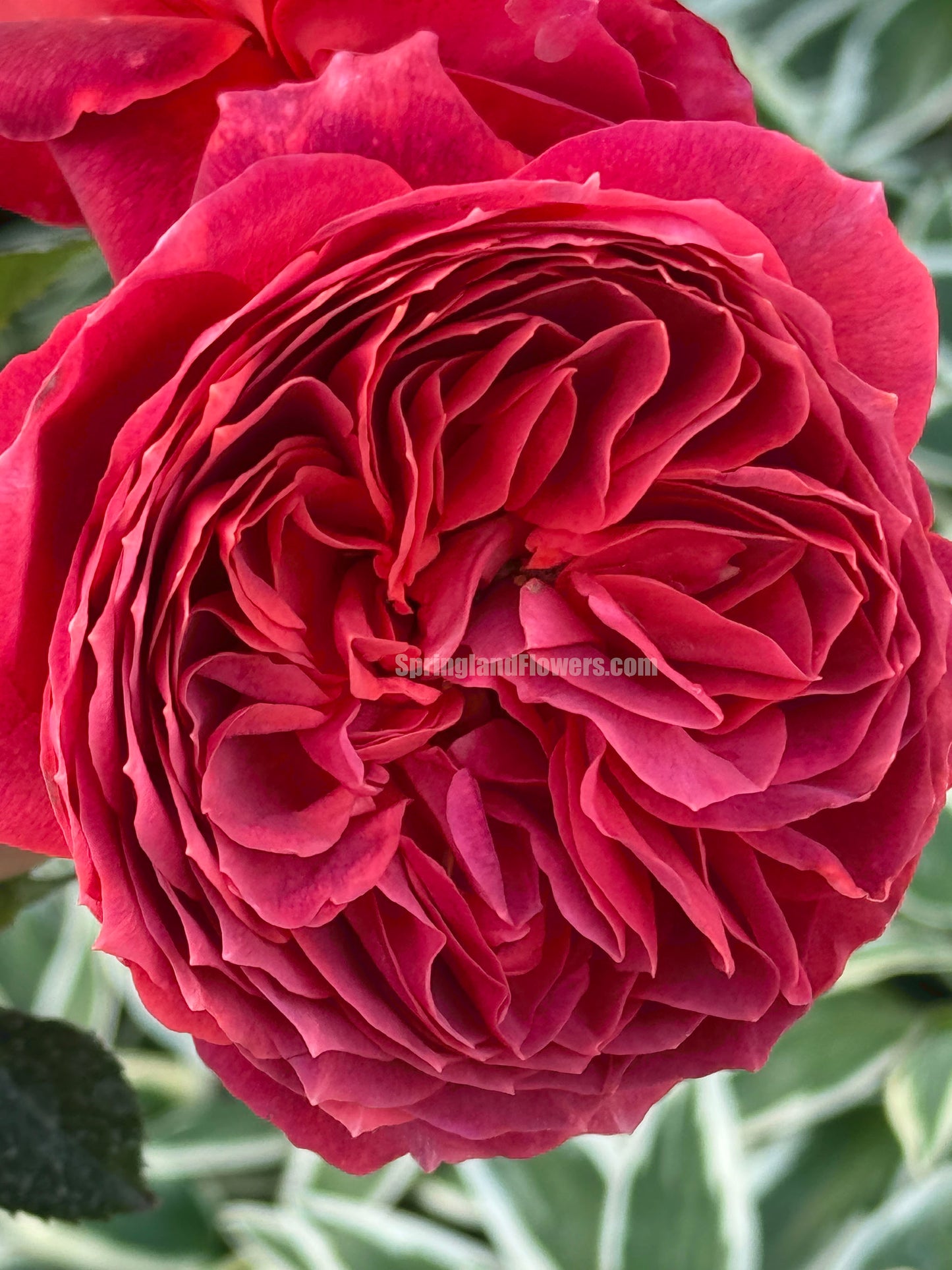 #SPC193, Cinnabar Bowl (Zhusha Wan) 朱砂碗,Chinese Rose, Non-Grafted/Own Root.