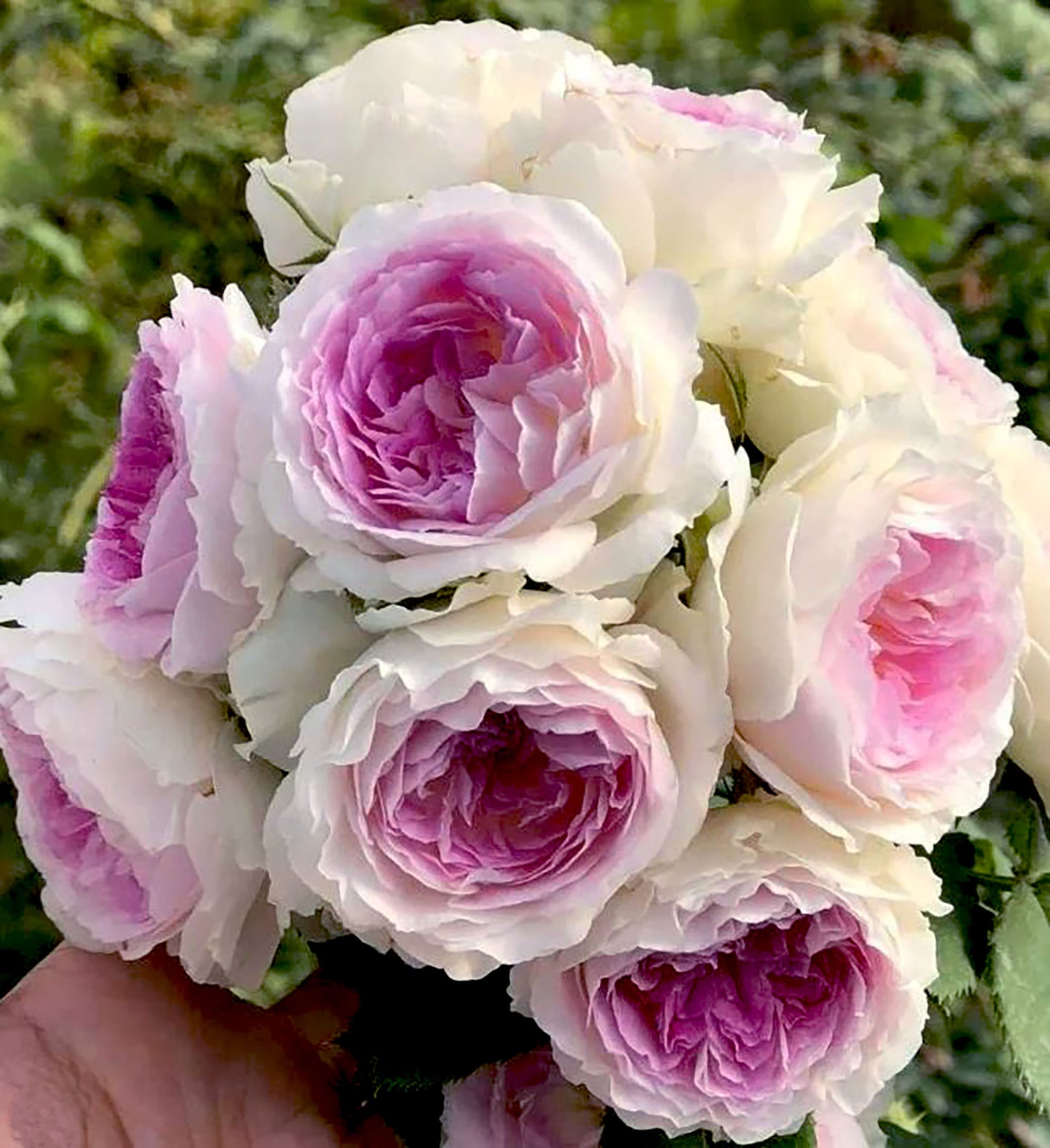 #SPJ012 , Blue Moon Stone 蓝月石, Japanese Floribunda Rose, Non-Grafted/Own Root.
