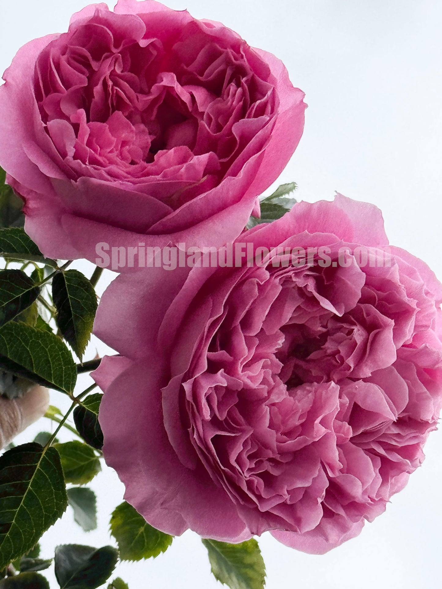 #SPJ155,NEW ! 2023. Prima Vista 初见/初景,Japanese Floribunda Rose, Non-Grafted/Own Root.