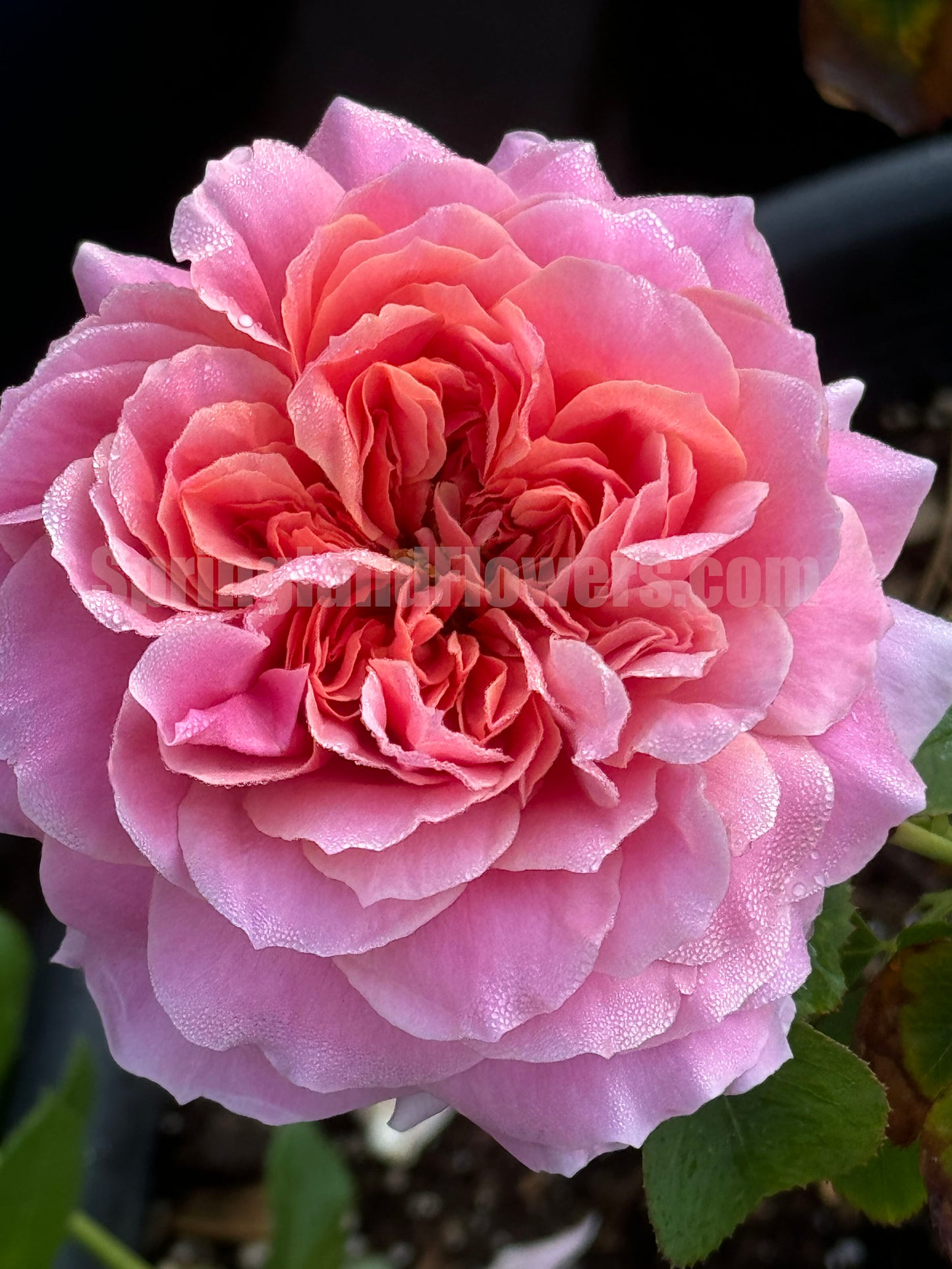 #SPJ182, Moulin de la Galette 煎饼磨坊, Japanese Shrub Rose,Strong Disease Resistance, Heat-Tolerant , Own Root.