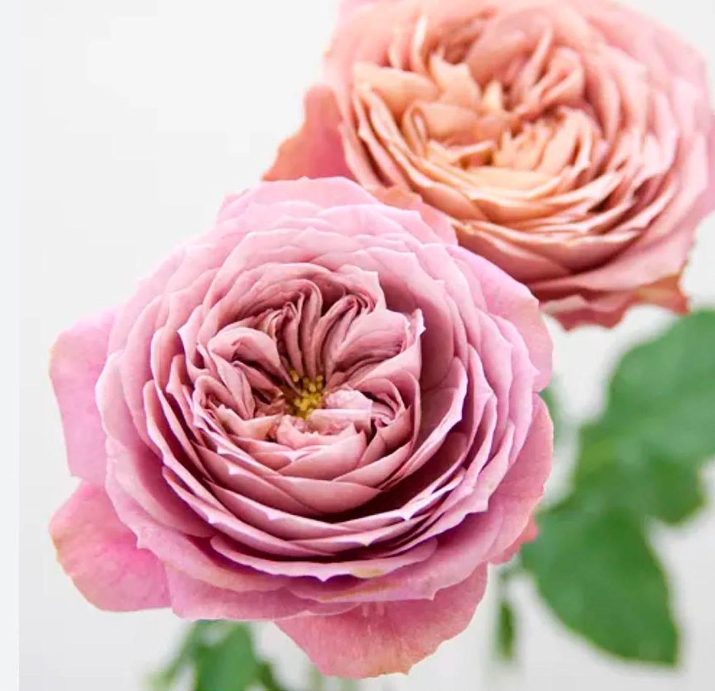 #SPJ106, Last Night on Earth 地球末夜,Japanese Shrub Rose, Non-Grafted/Own Root.