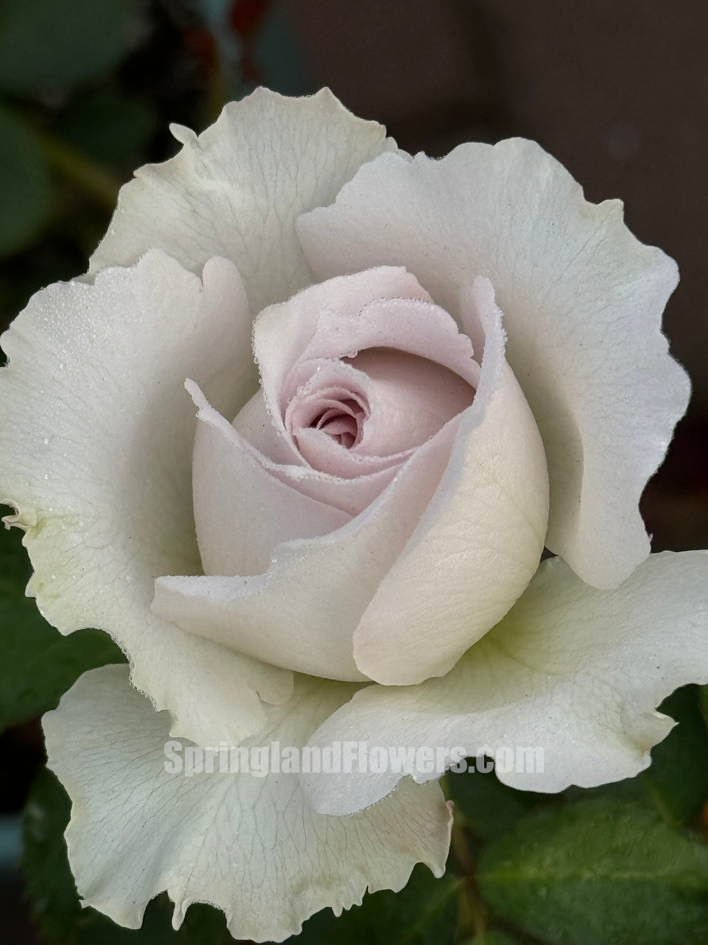 #SPJ101,Saphiret 莎菲天使 , Japanese Shrub Rose,Non-Grafted/Own Root.