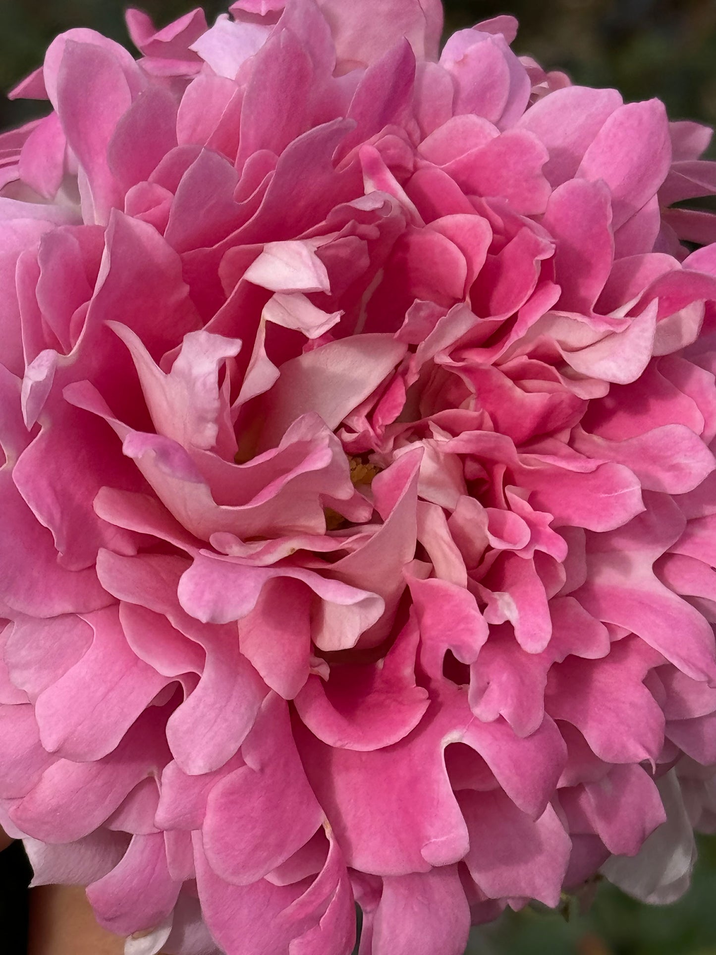 #SPN027, Fancy Ruffle 梦幻褶边, Netherlands Climbing Rose , Non-Grafted/Own Root.