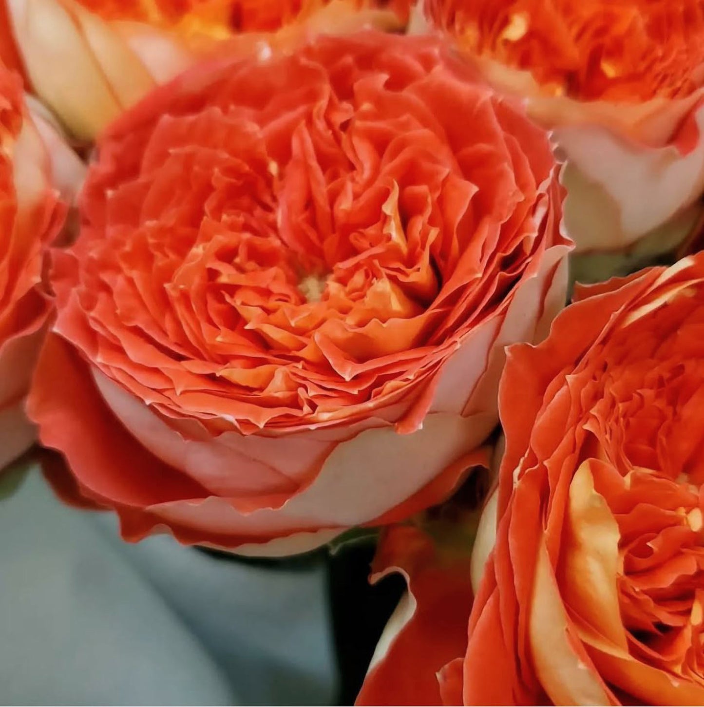 #SPJ131,Arancia 橙意,Japanese Floribunda Rose, Non-Grafted/Own Root.