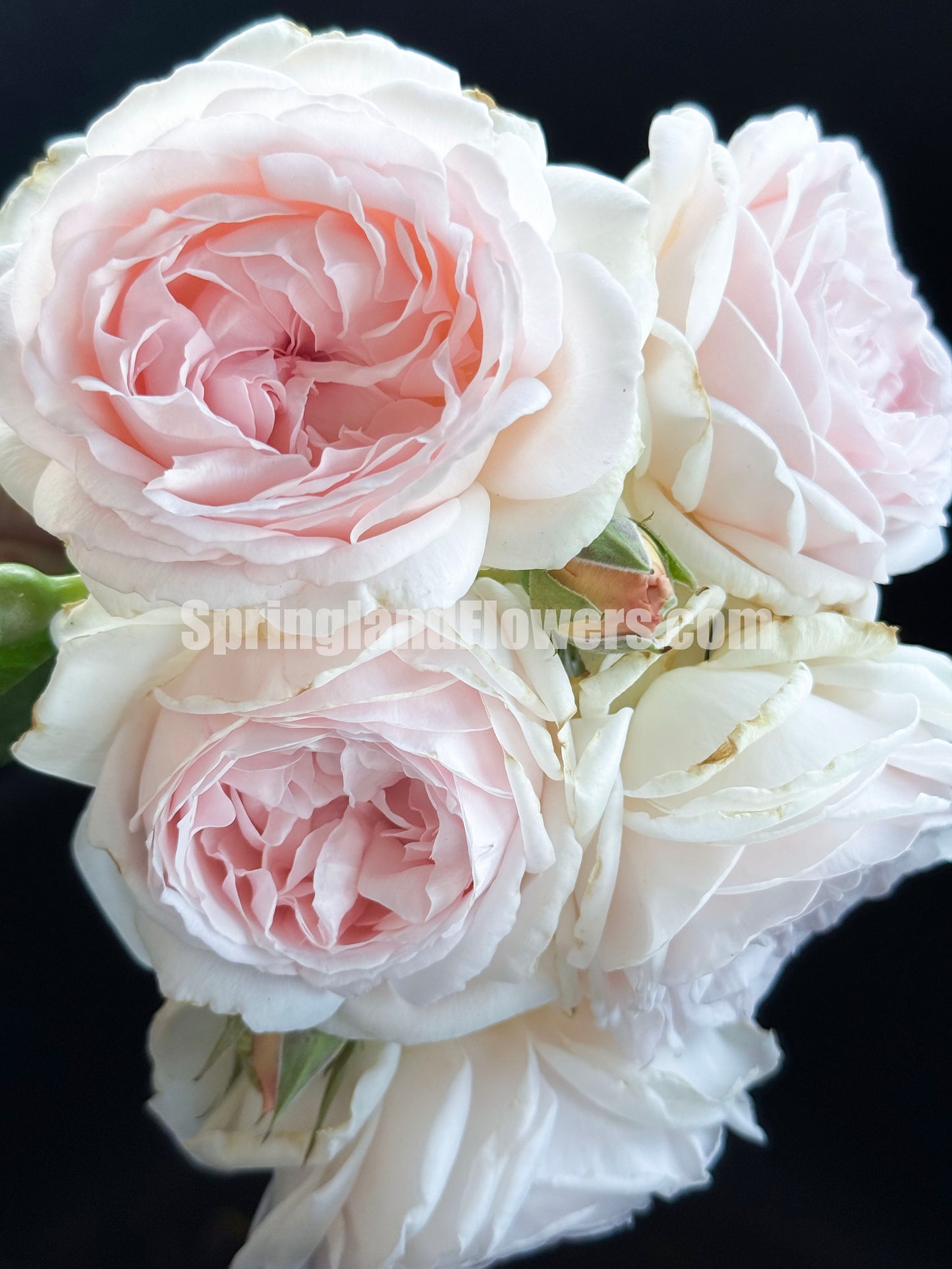 #SPJ112, Yukiwatari 雪渡, Japanese Shrub Rose,Heat-tolerant, Non-Grafted/Own Root.