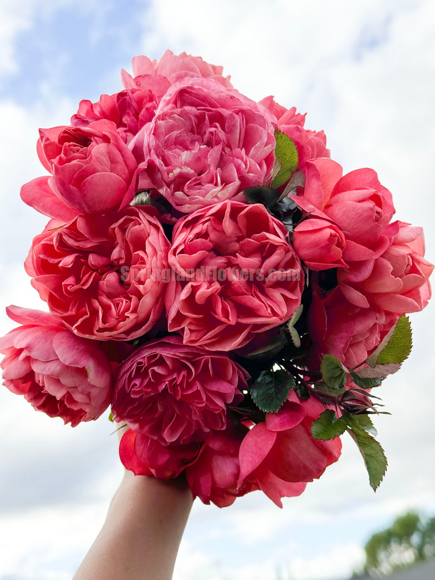 Grapefruit Terrace 血橙果汁阳台, Floribunda Rose, Non-Grafted/Own Root.Yearlong flower buds. Perfect for small gardens.