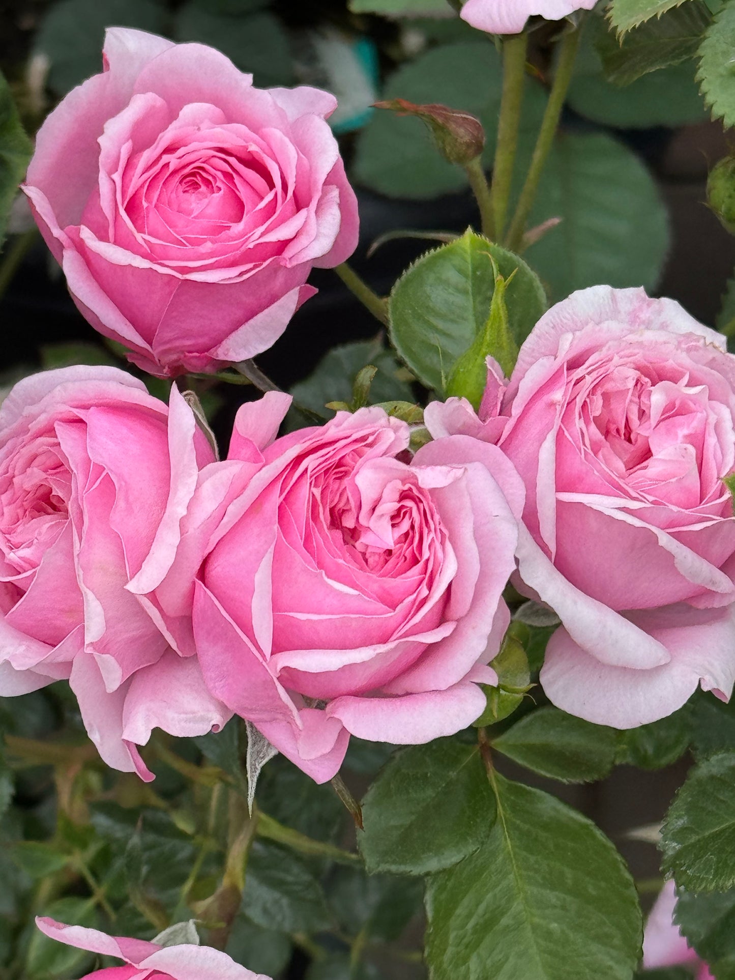 #SPJ159,Fée Clochette 铃之妖精, Floribunda Rose, Non-Grafted/Own Root.Yearlong flower buds. Perfect for small gardens.