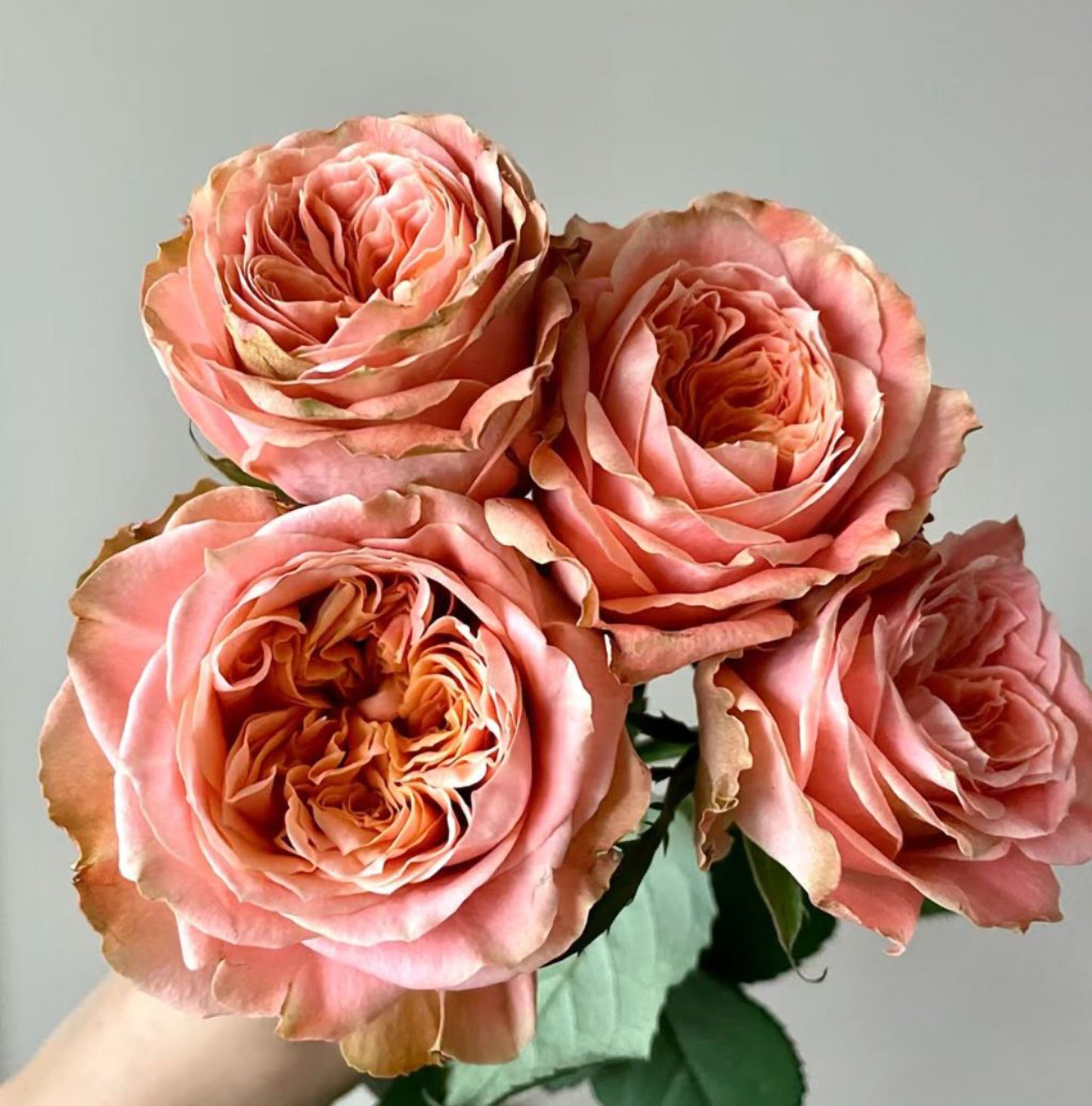 #SPN163,Funky Peach 方可桃,Florist Cutting Rose,Non-Grafted/Own Root.
